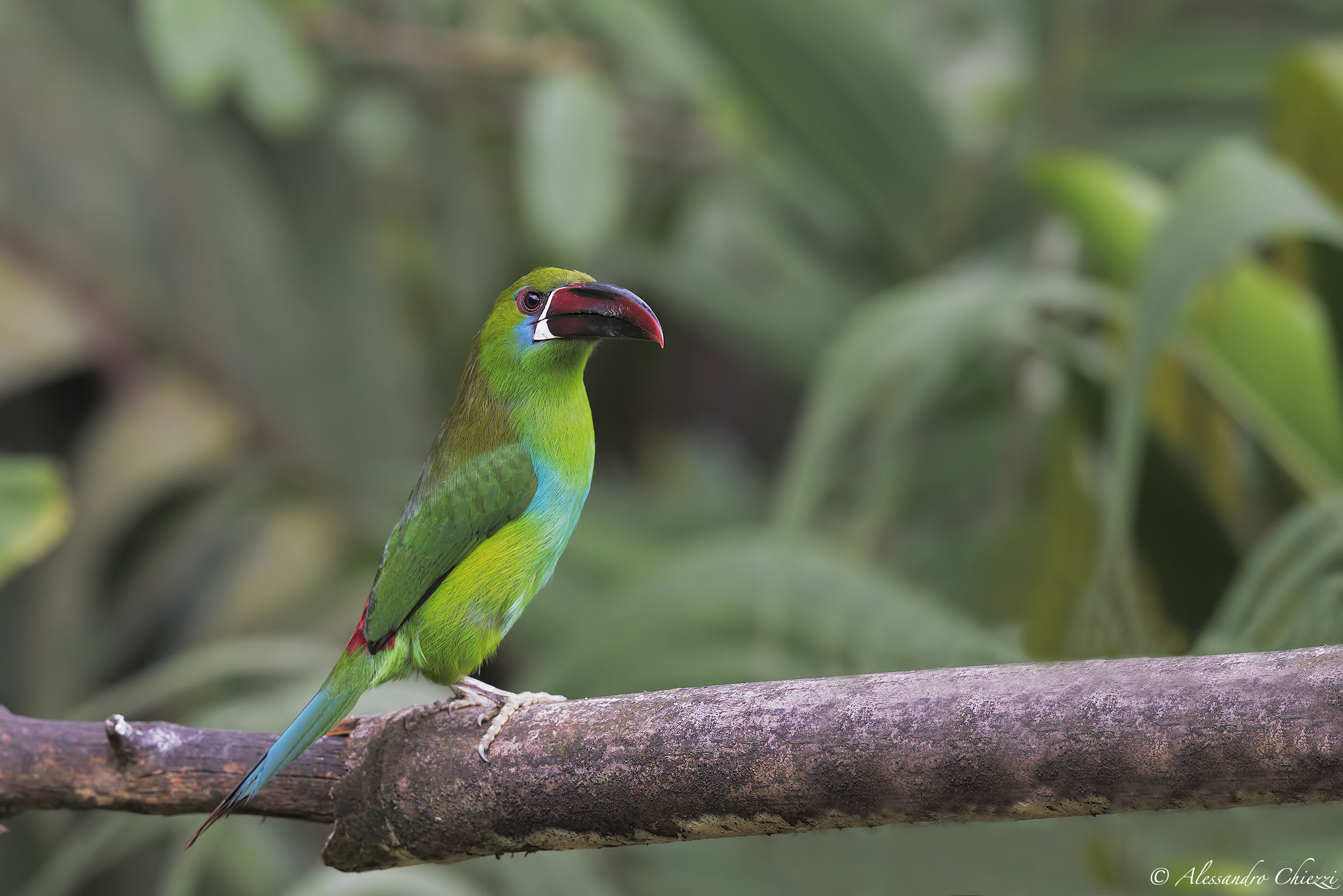 Tucanetto Crimson Rump