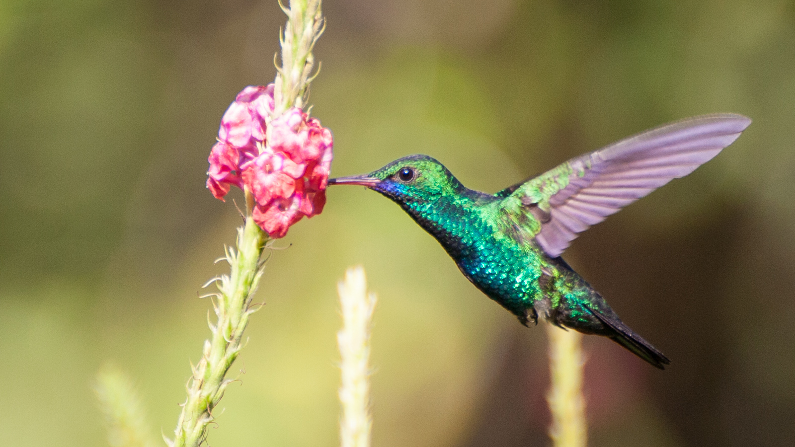 Colibri (Chlorestes notata - Zaffiro mentoblu)