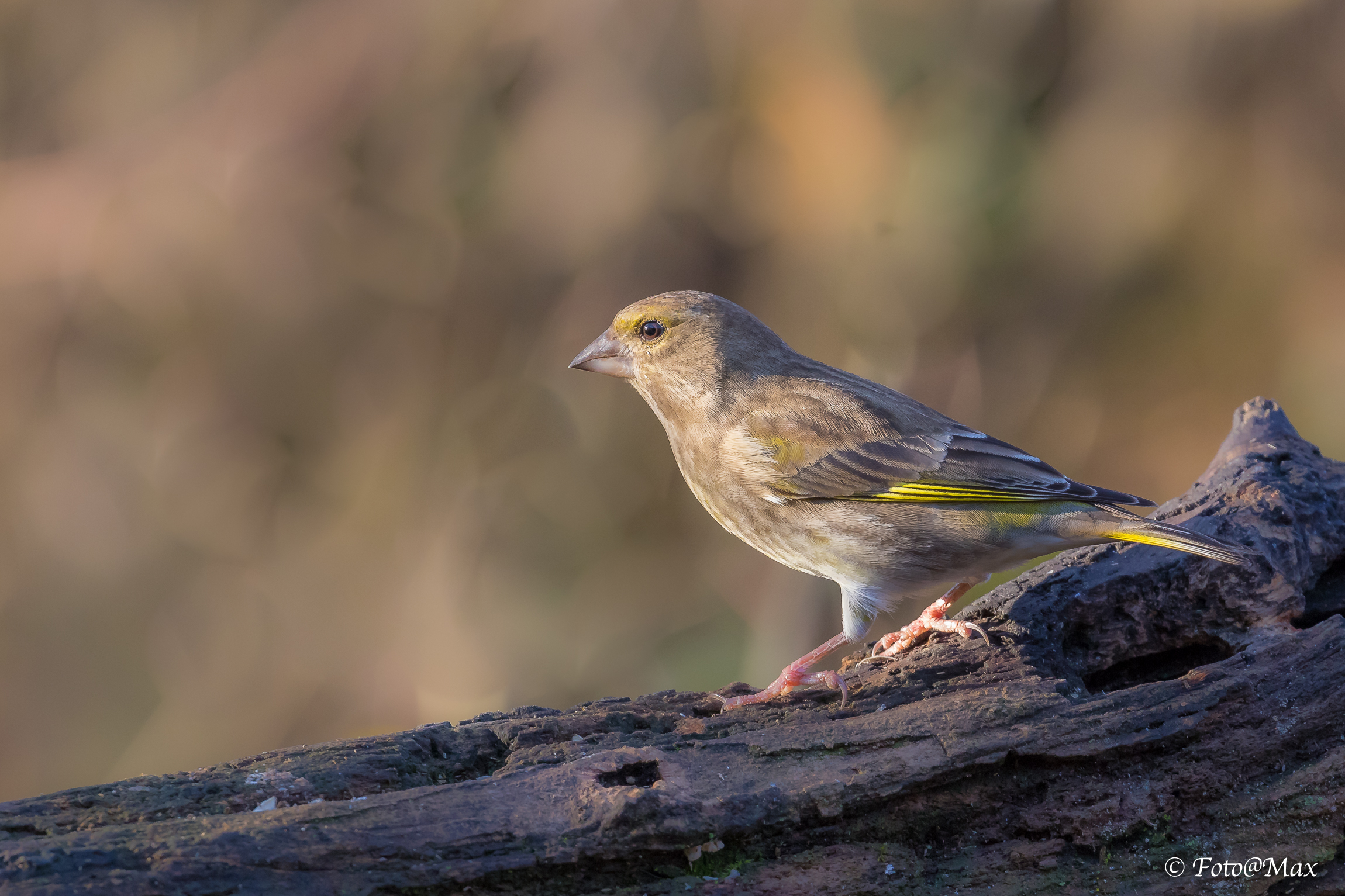 il mio primo verdone