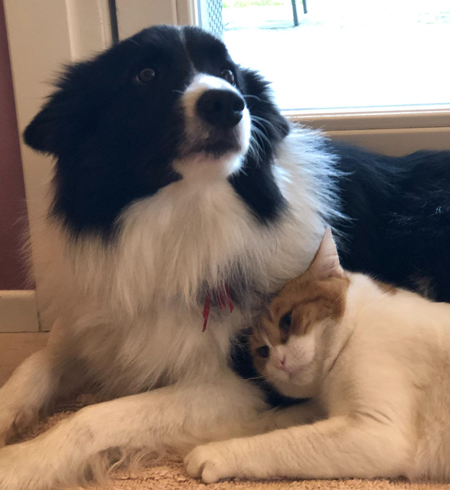 L'amicizia tra Cane e Gatto