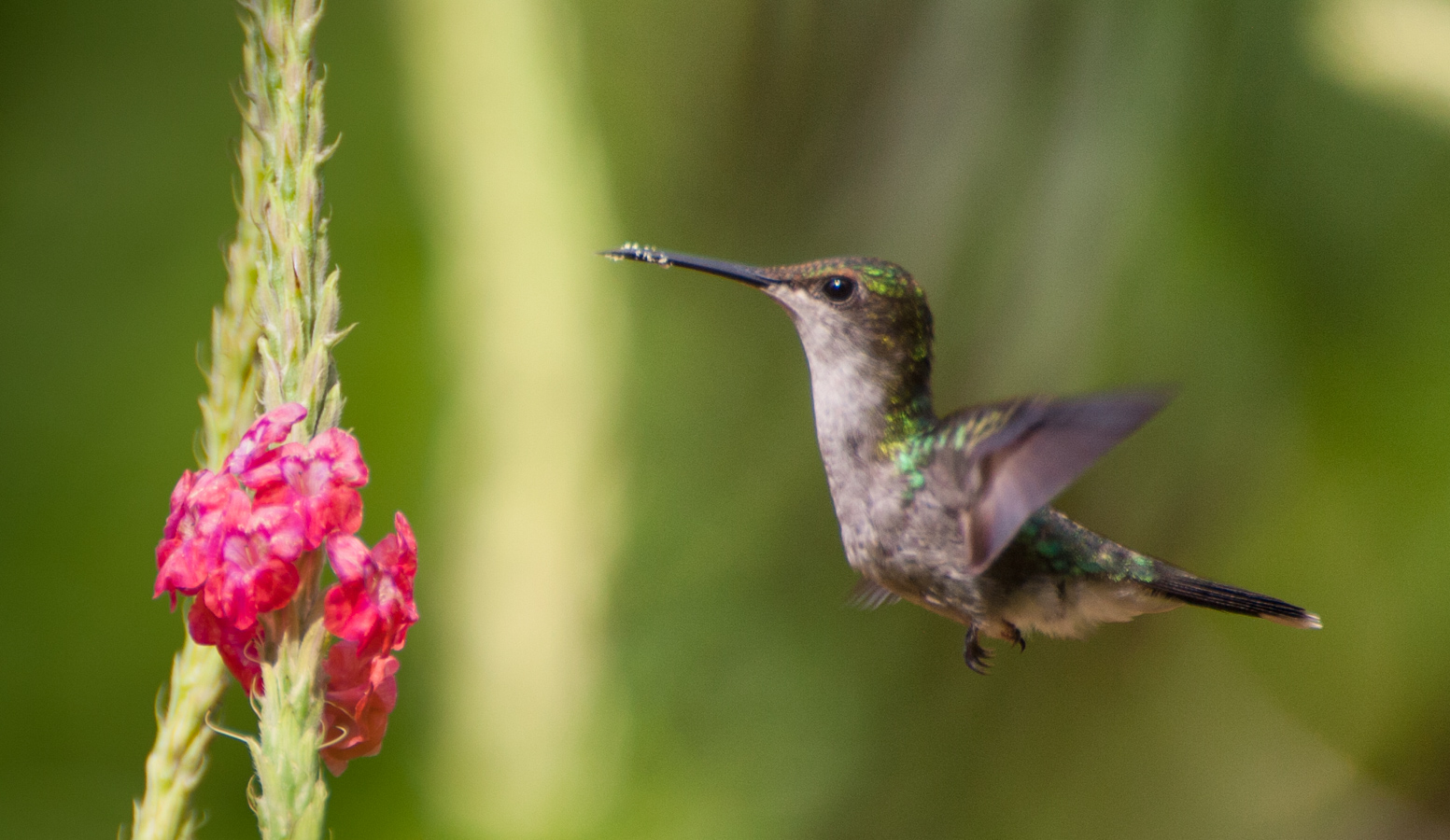 Amazilia leucogaster