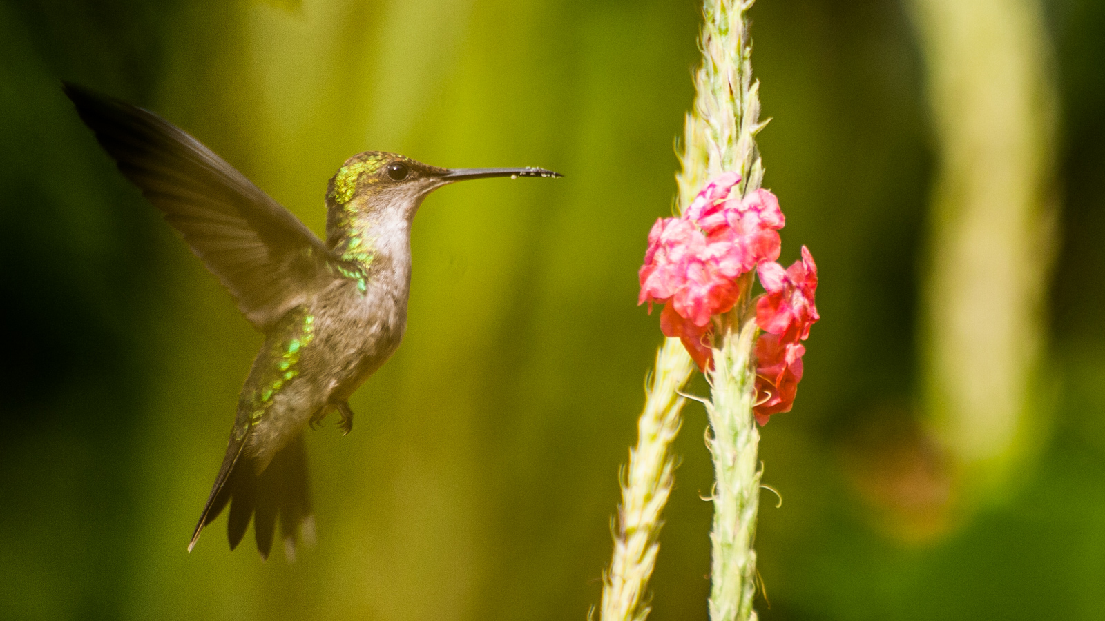 Amazilia leucogaster