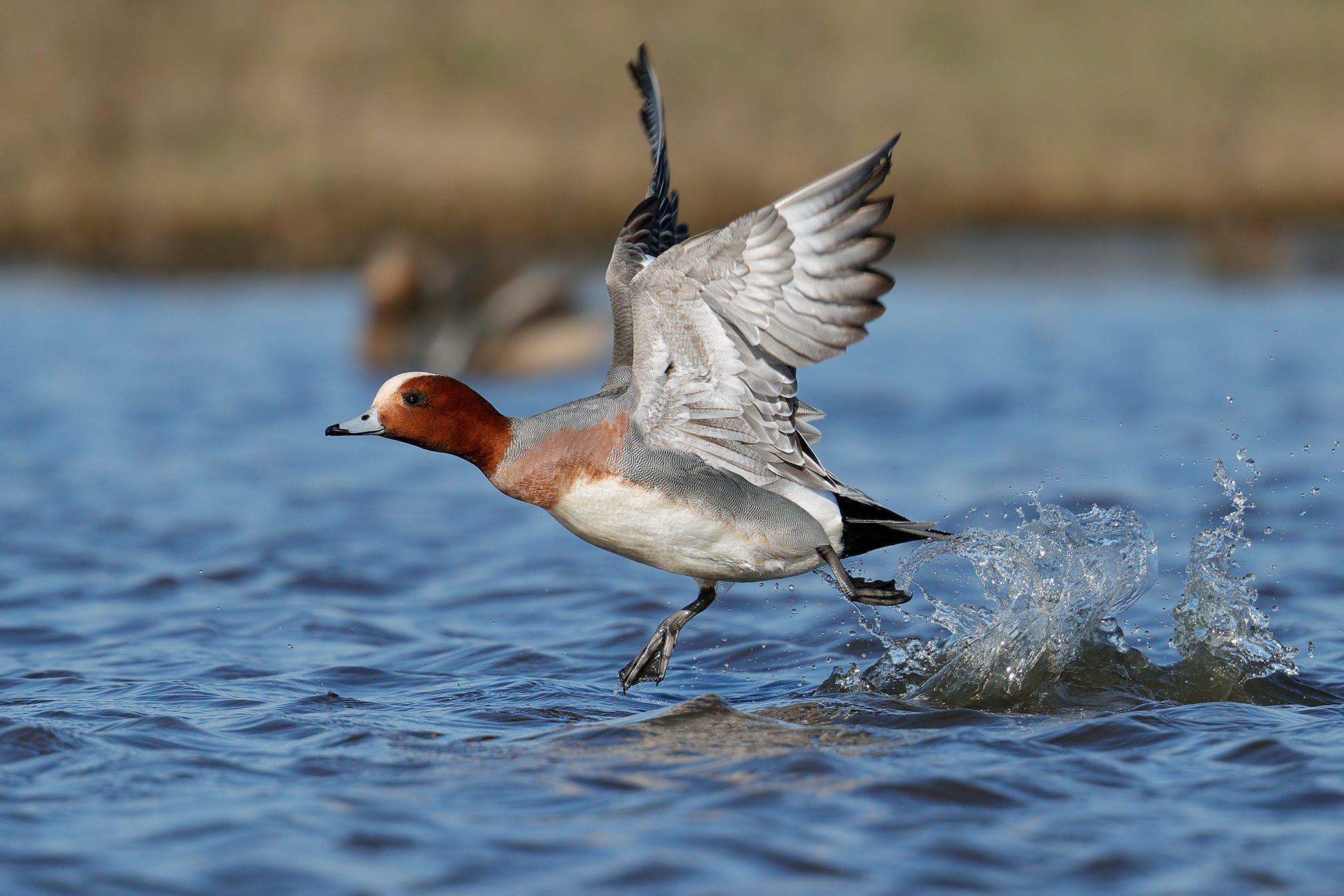 Eurasian Wigeon