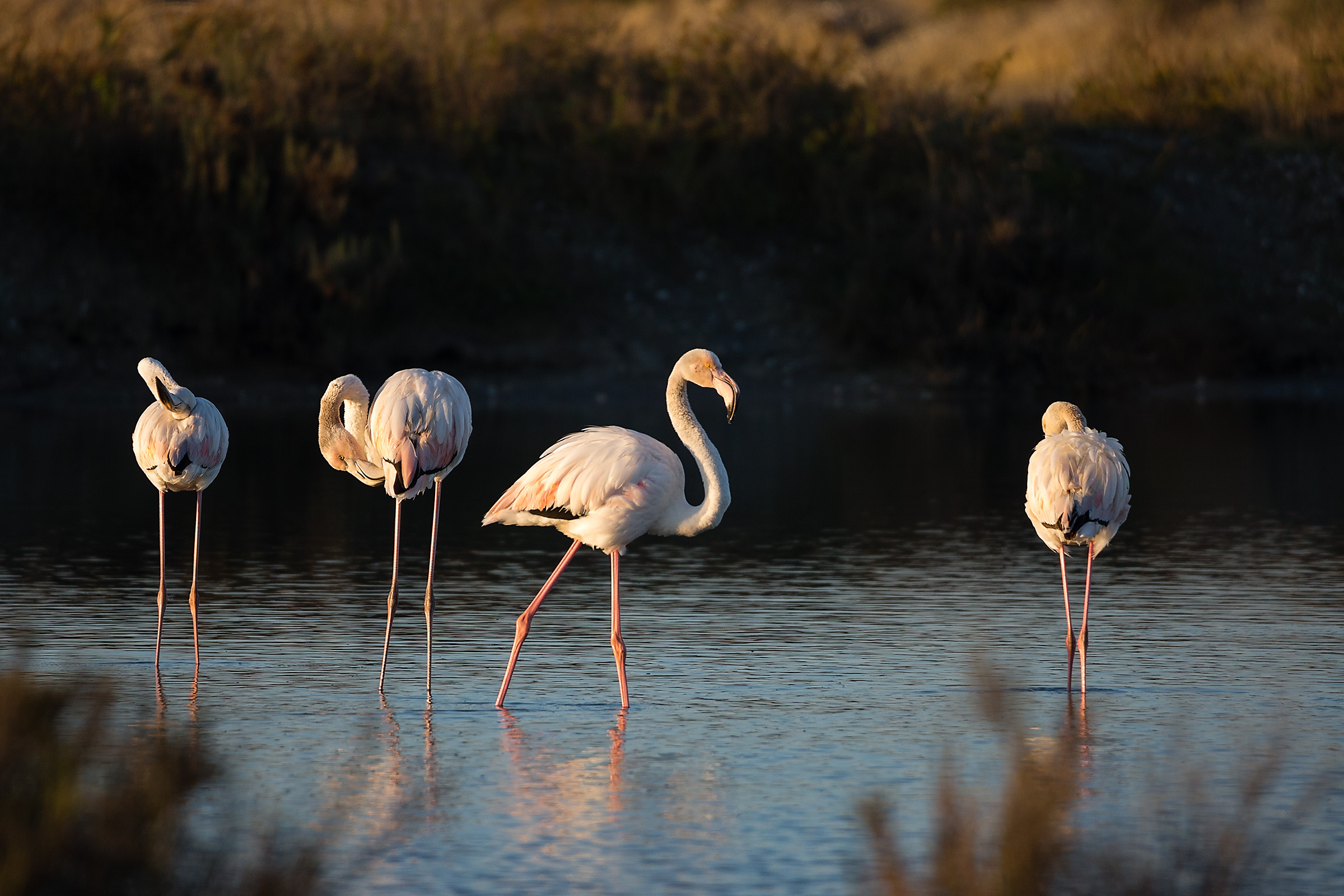 Fenicotteri al mattino