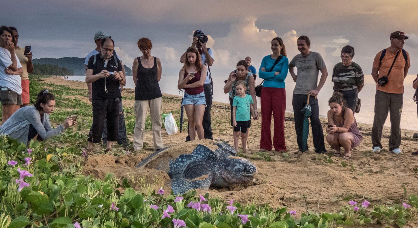 Luth turtle nesting eggs on the beaches of Montjoly
