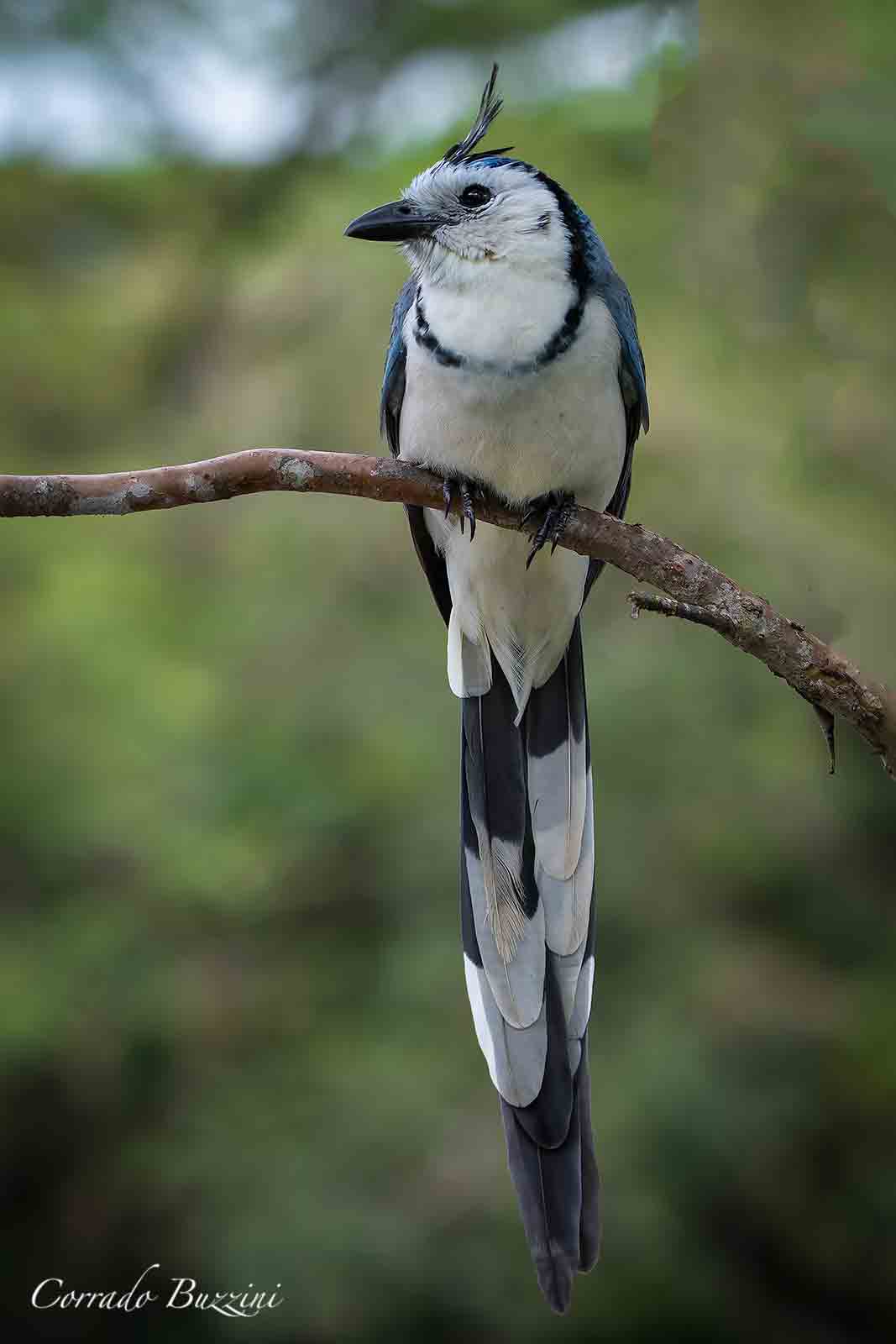 White throated Magpie Jay