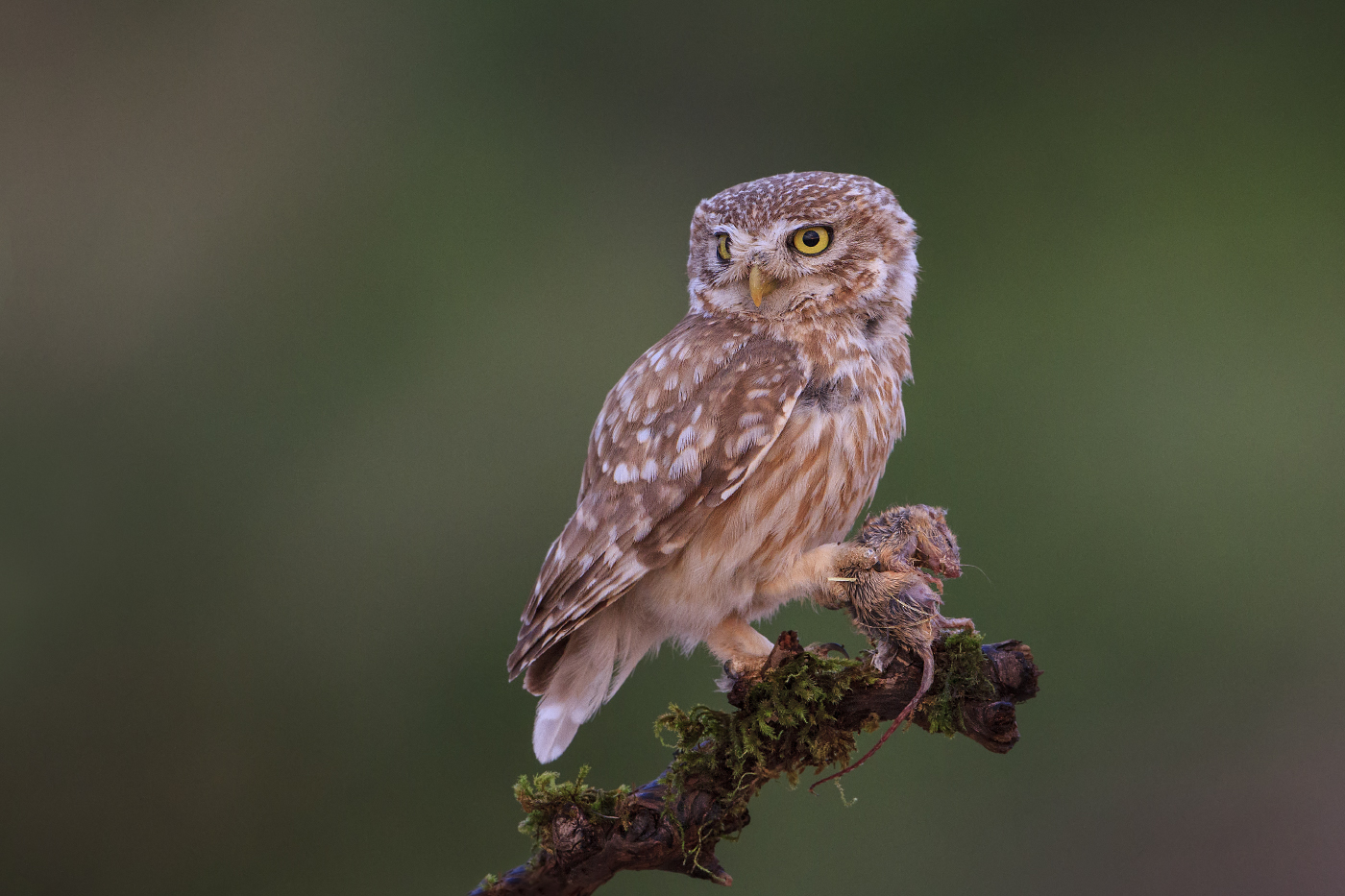 Little Owl