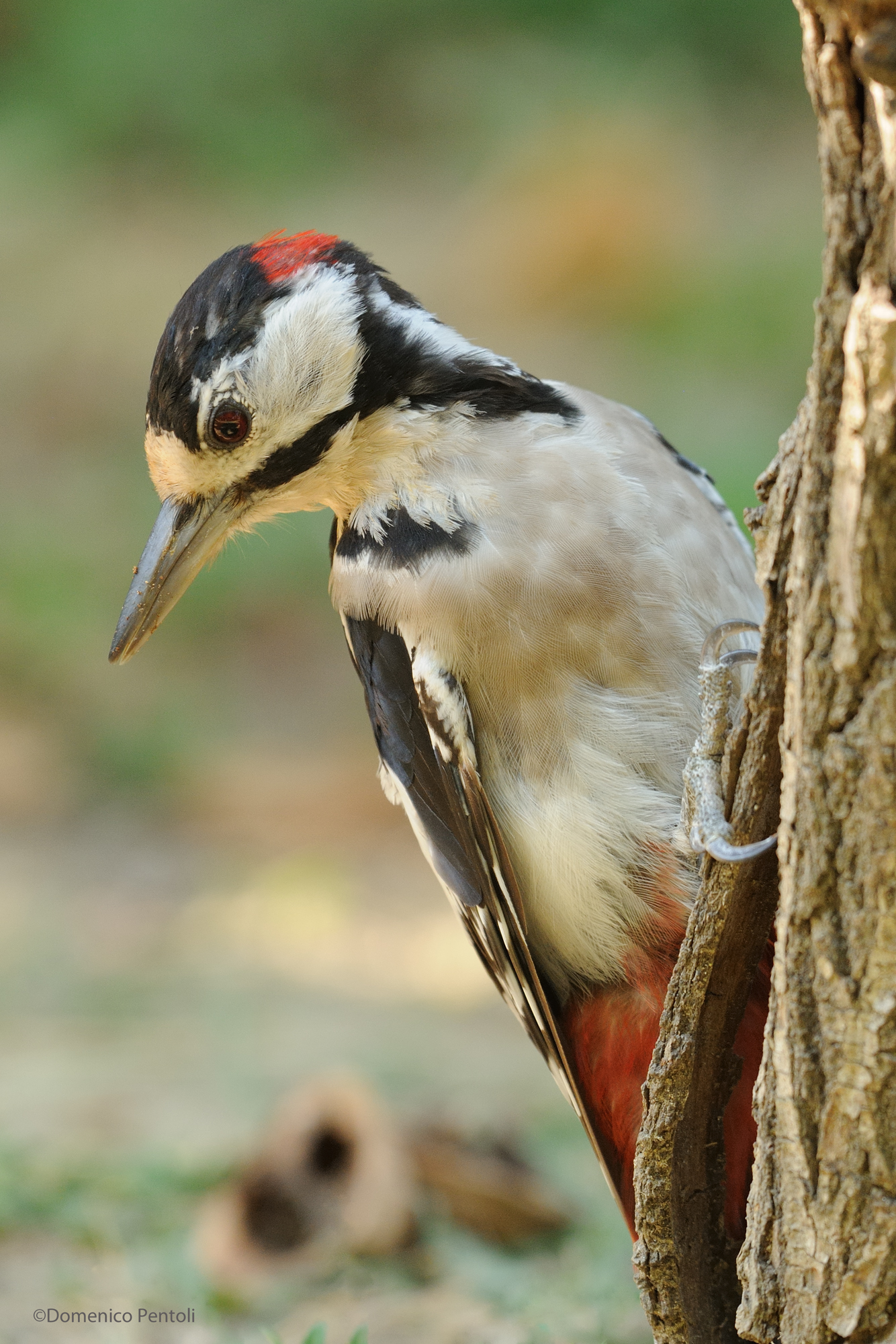 Picchio Rosso Maggiore