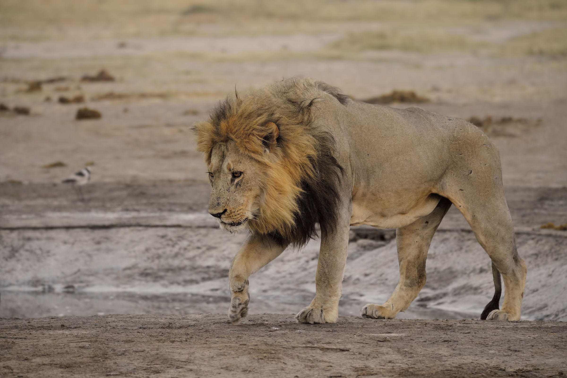 Il ritorno dalla perlustrazione