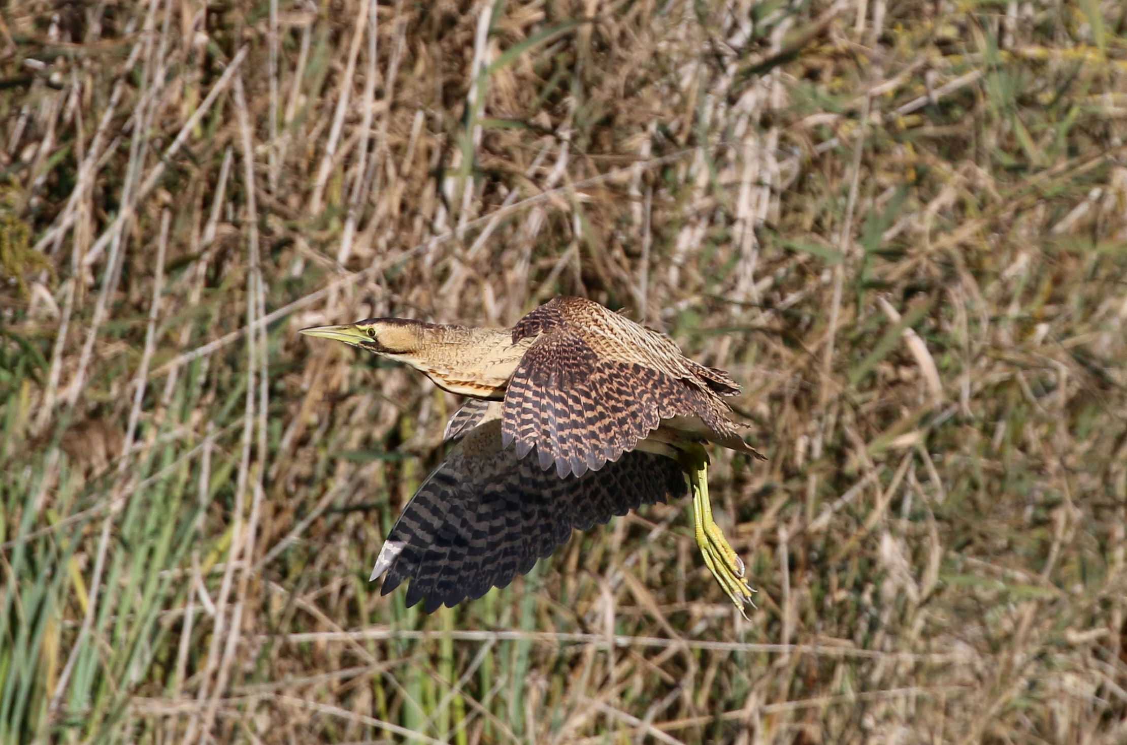 Bittern