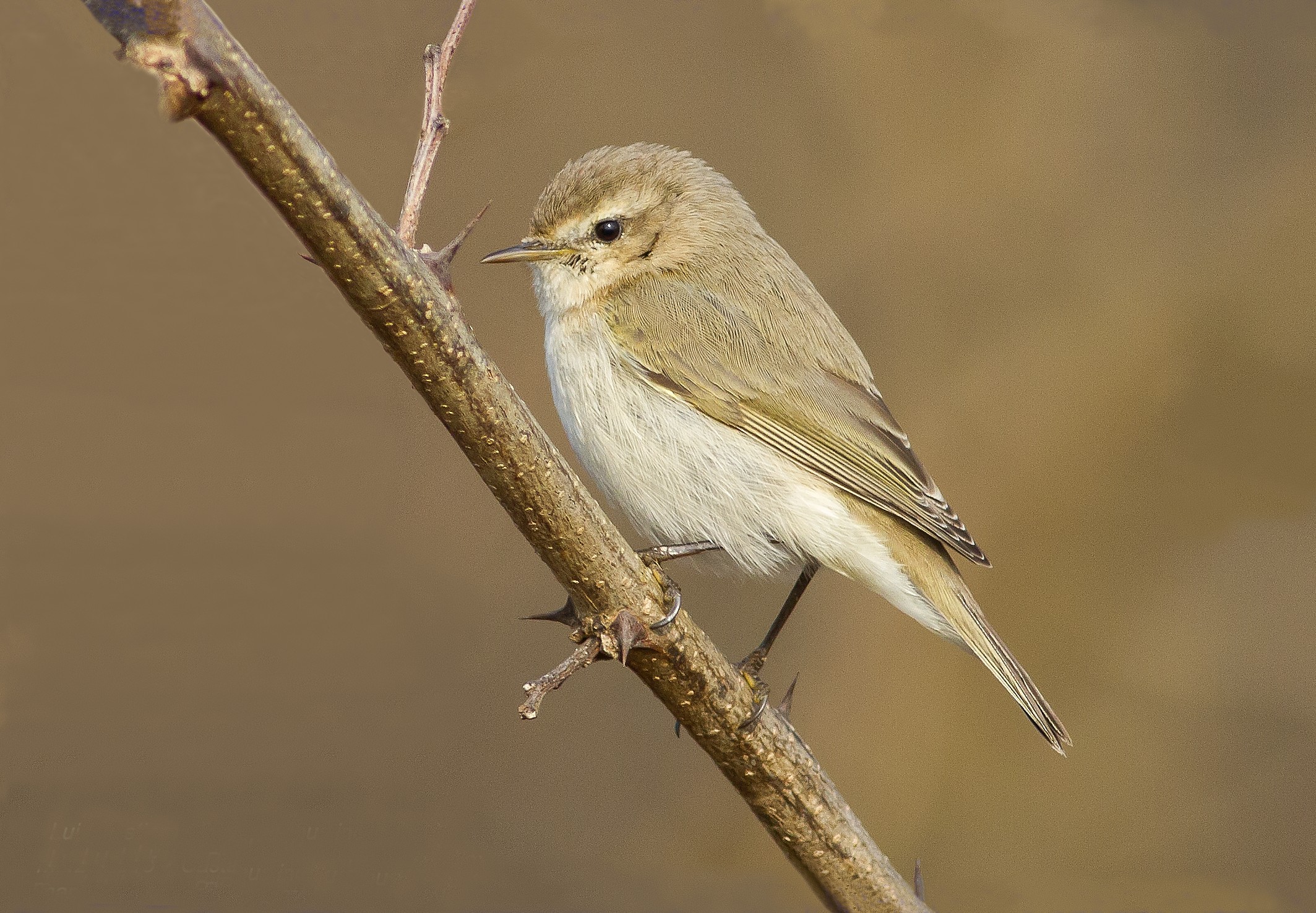 Lui ( forse bianco ?)