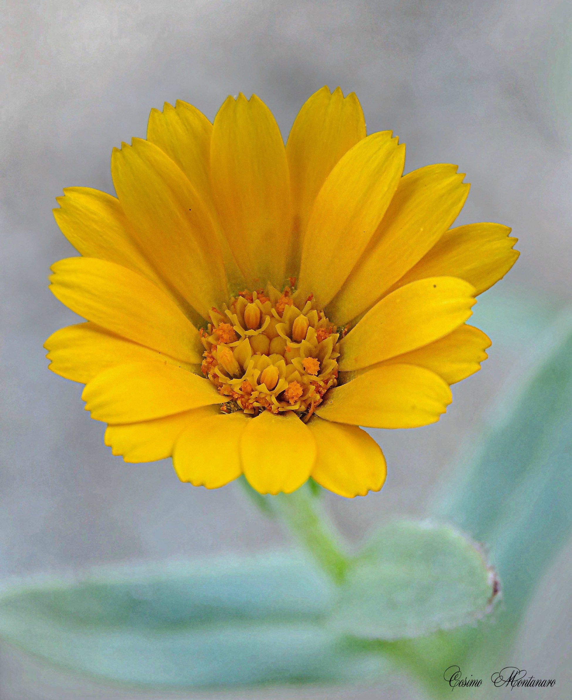 Calendula arvensis