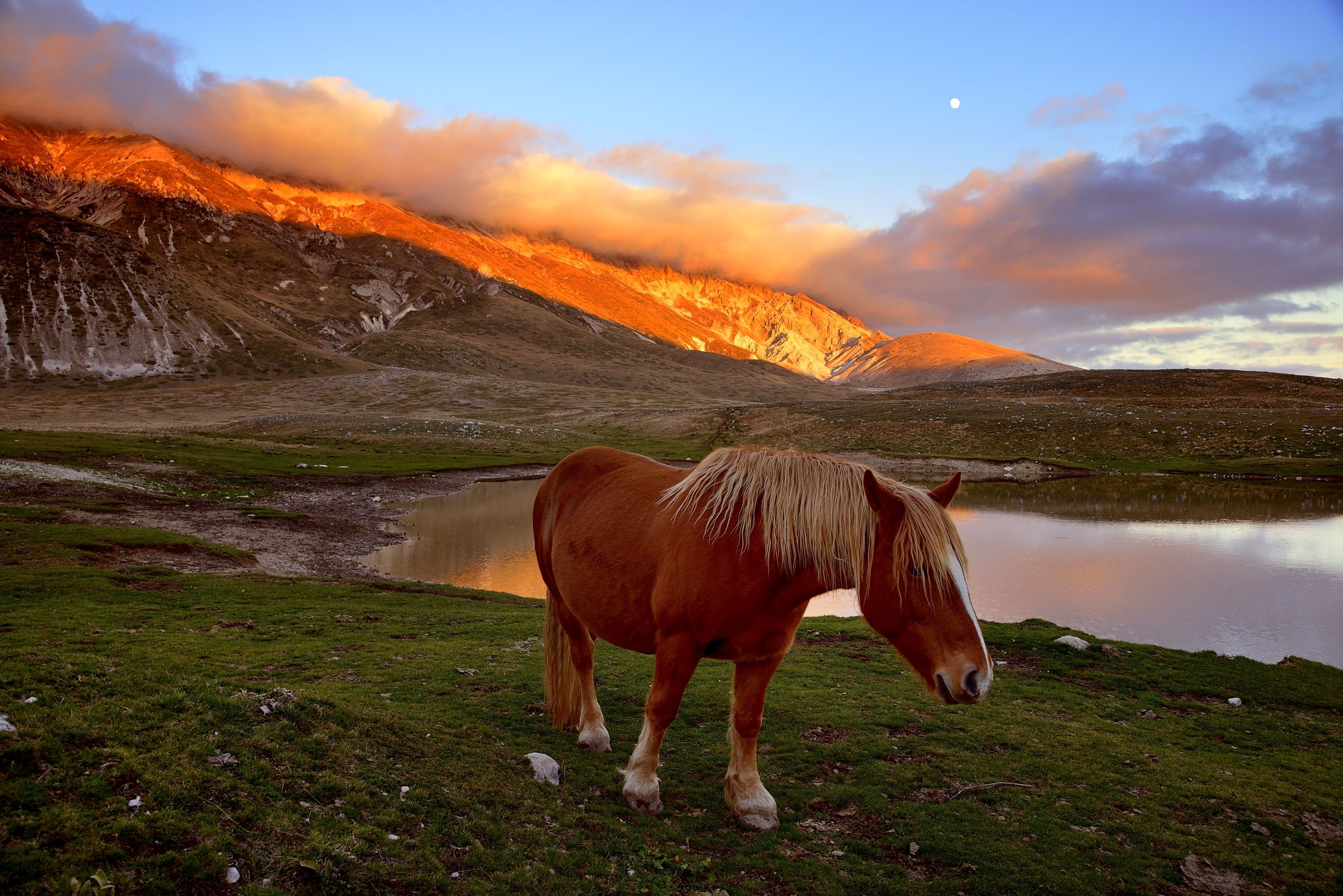 Campo Imperatore cavalli