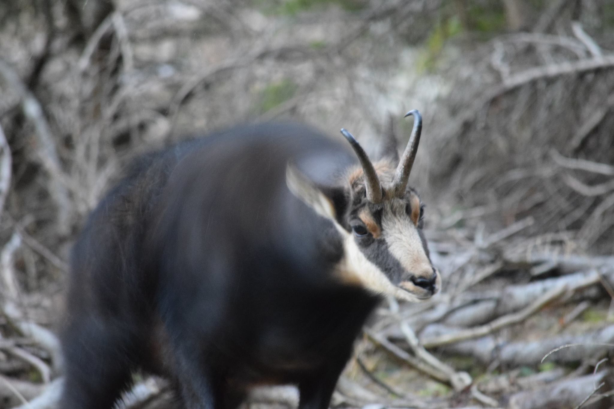 Panning di Camoscio in amore