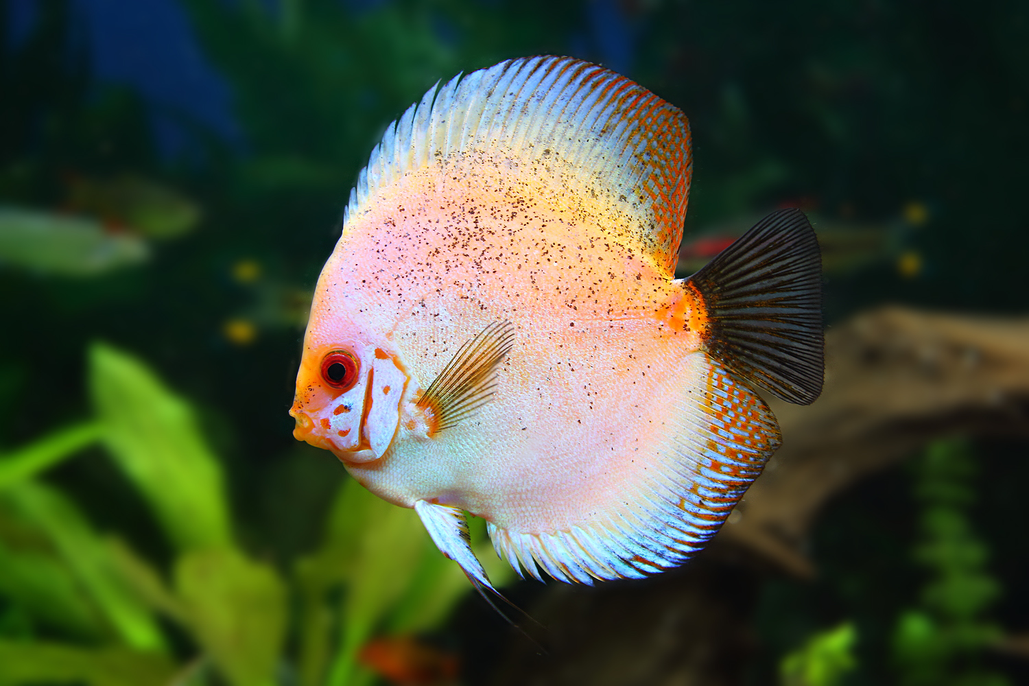 Discus