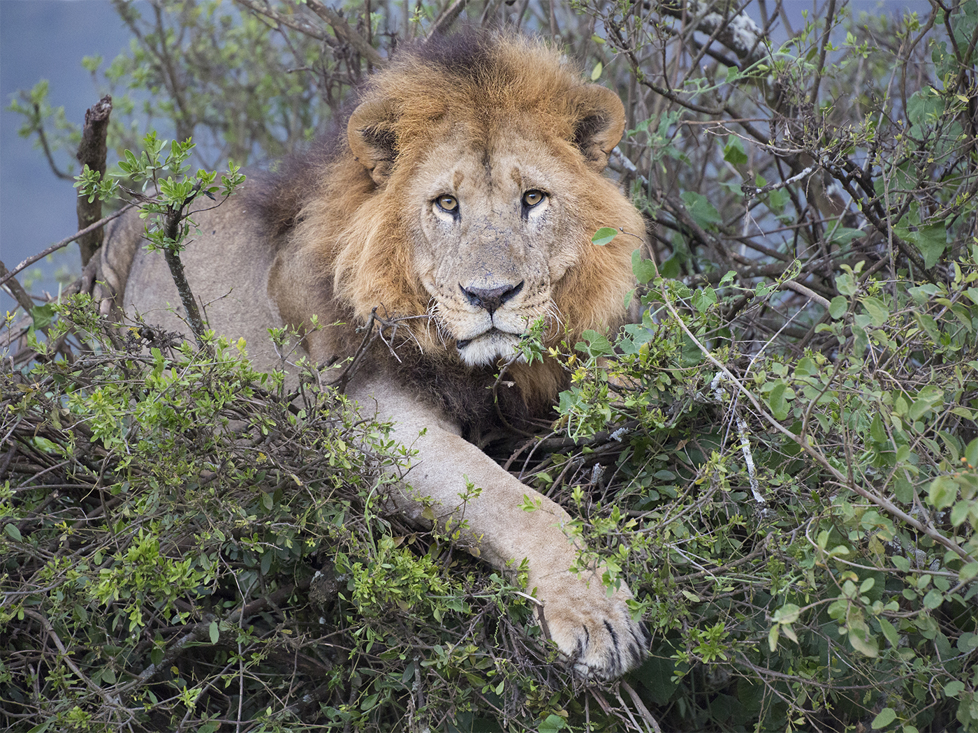 Lion in albero Lago Nakuru
