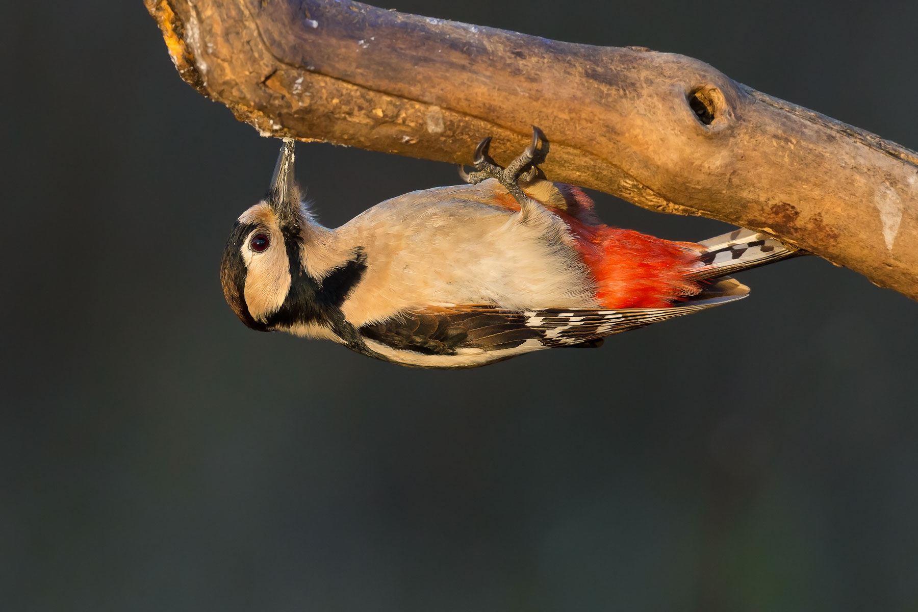 Woodpecker