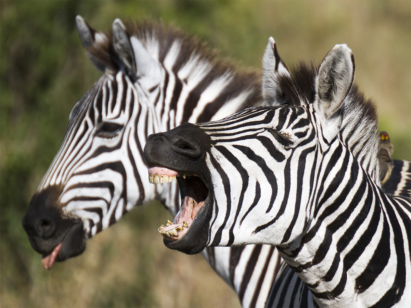 Laughing zebra