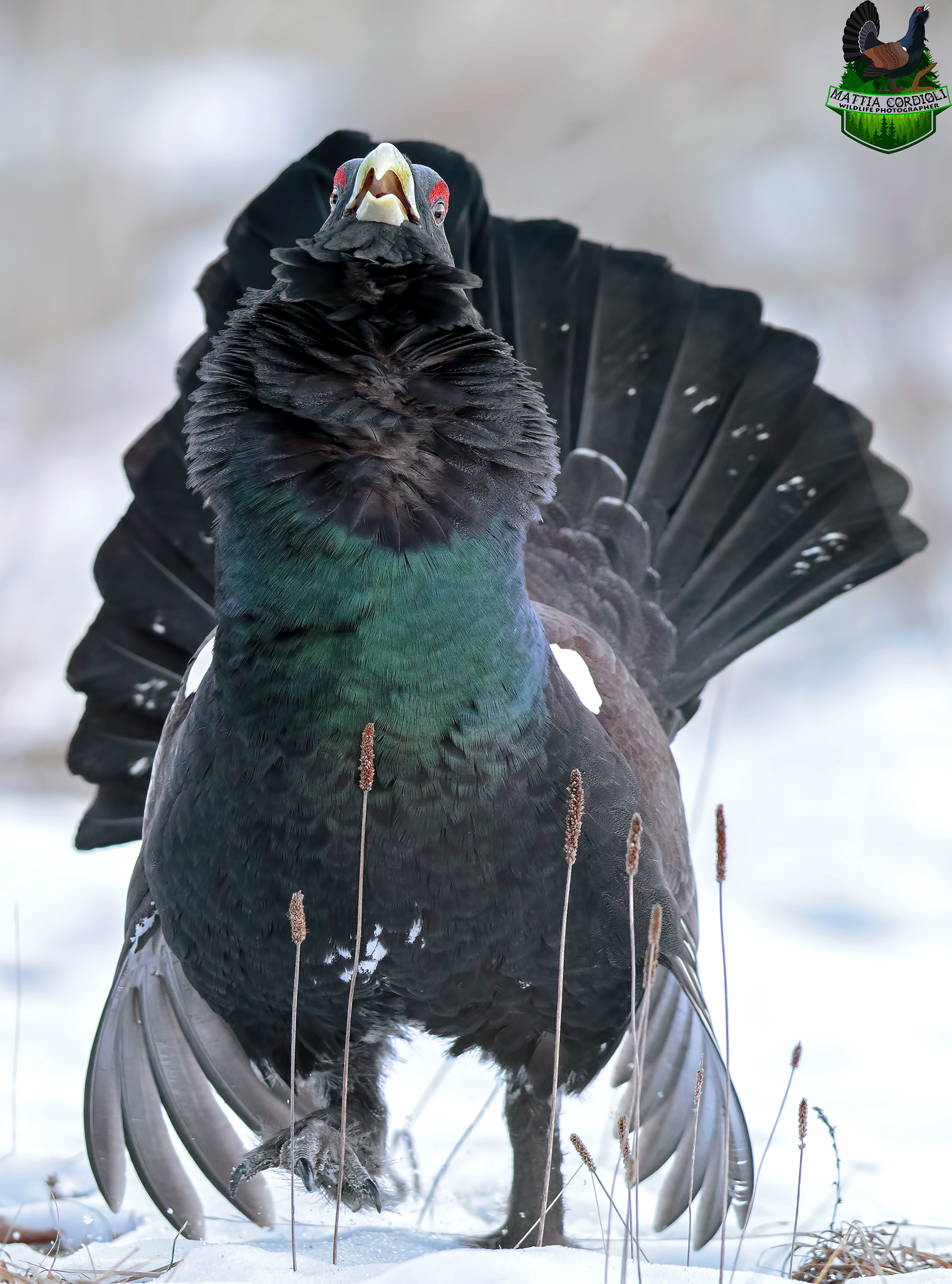 Cedrone on Parade...