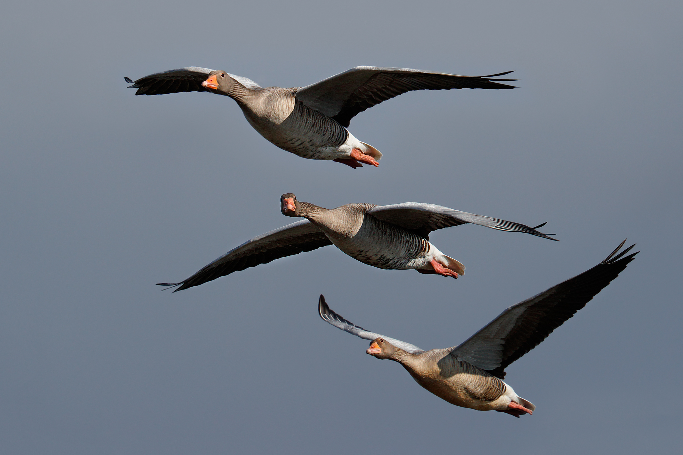 Wild geese in flight of patrol