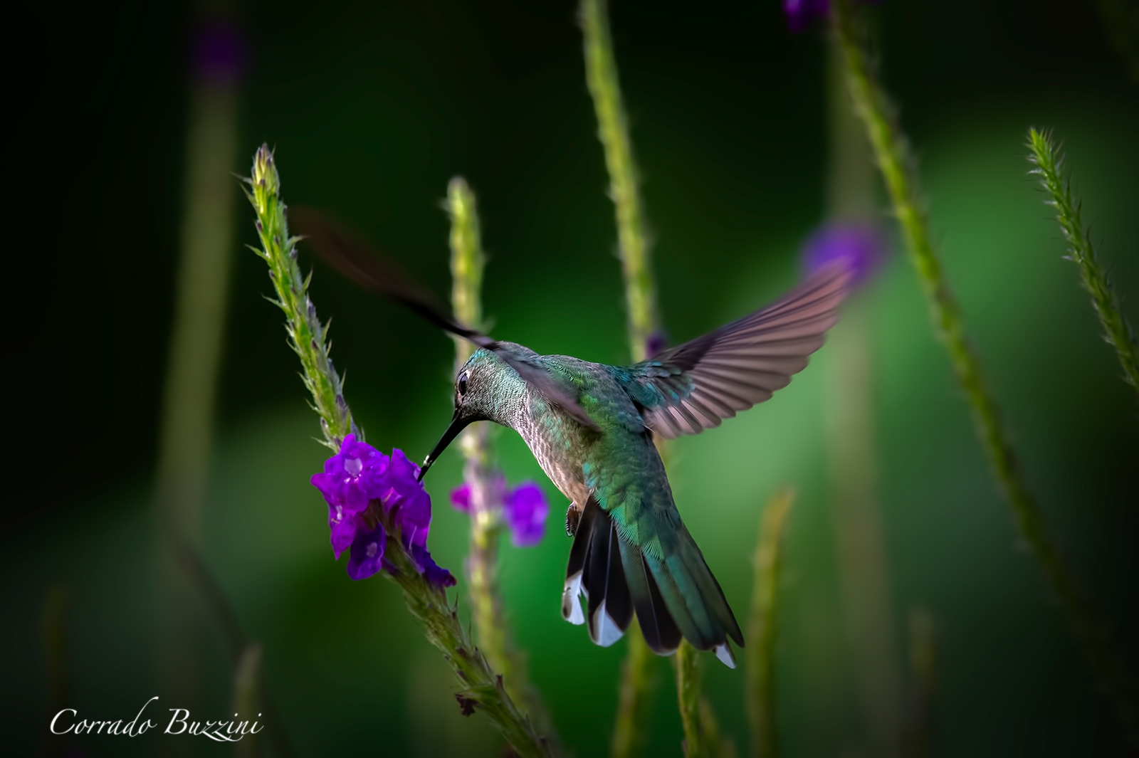 Hummingbird