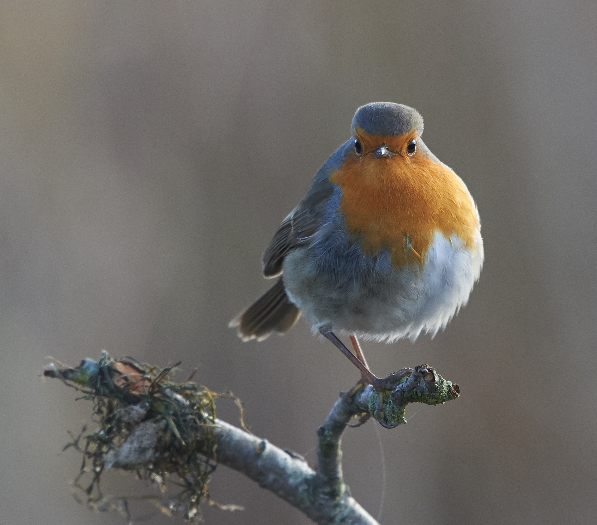 Robin doin un staredown