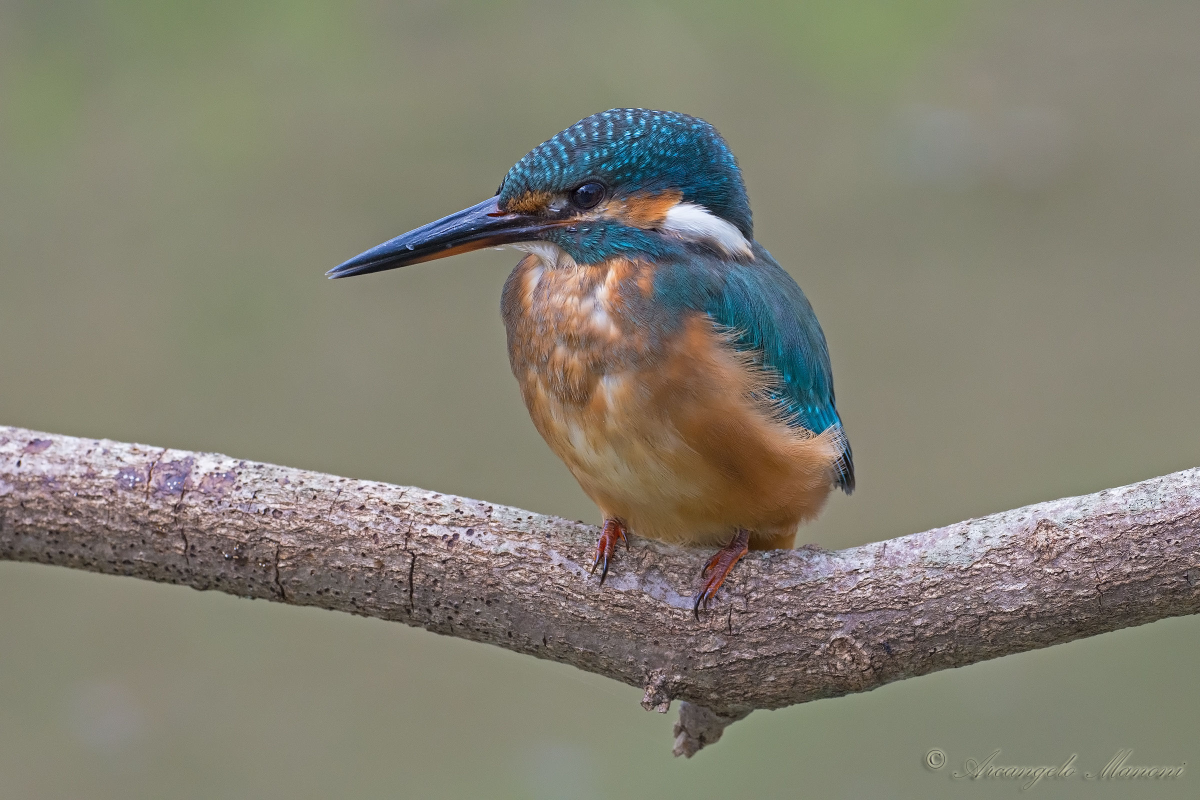 A thoughtful Martina