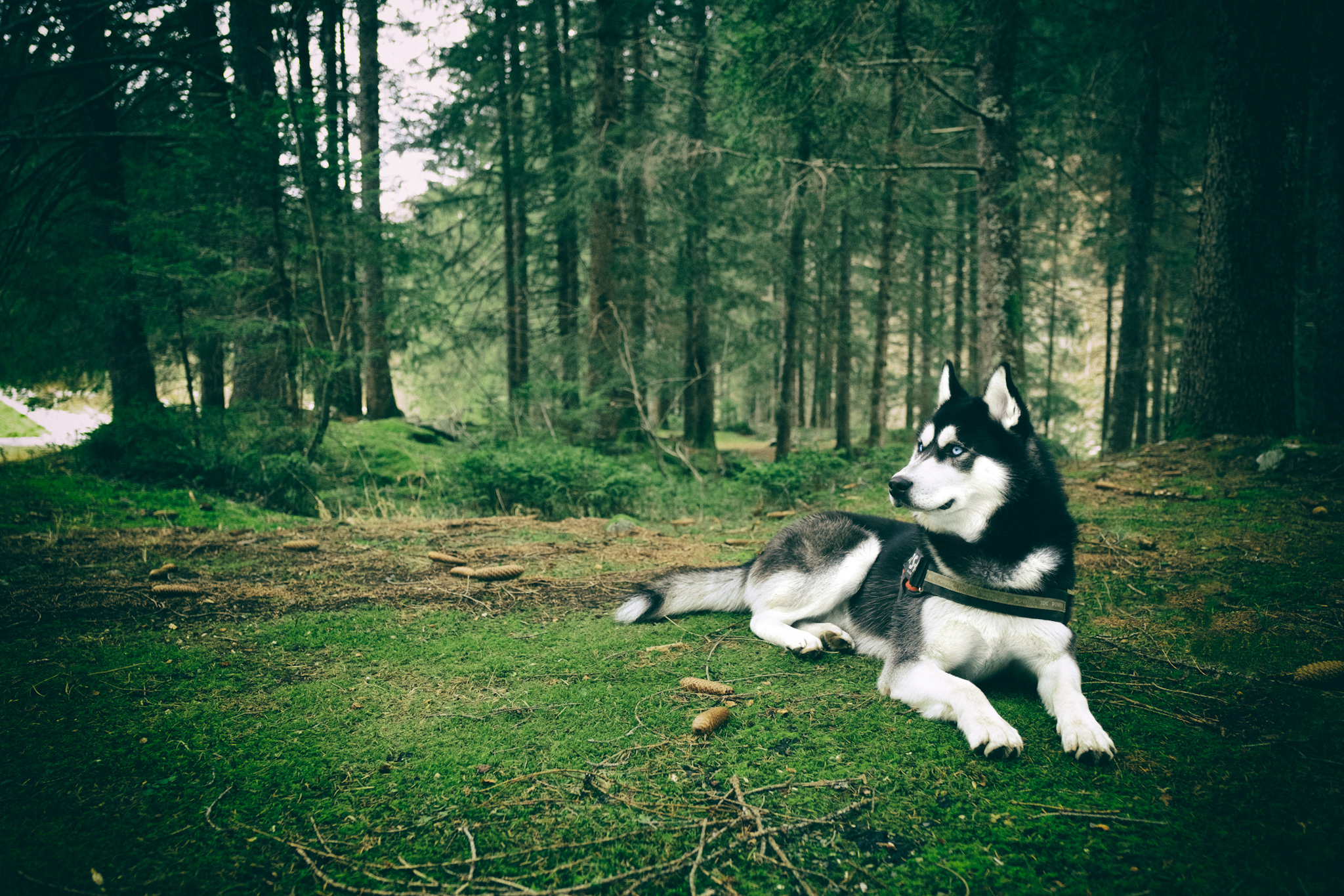 Hero in the Fantabosco