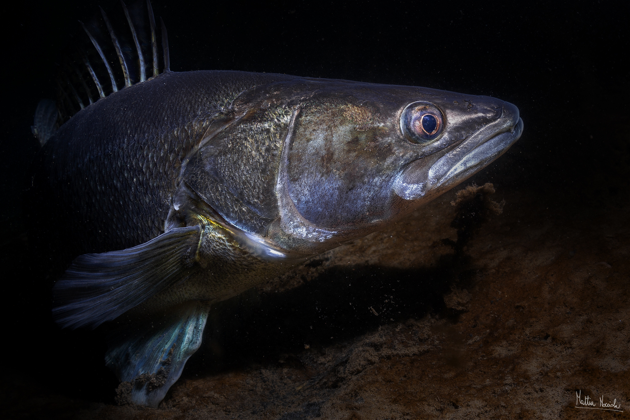 Il Vampiro (Sander lucioperca)