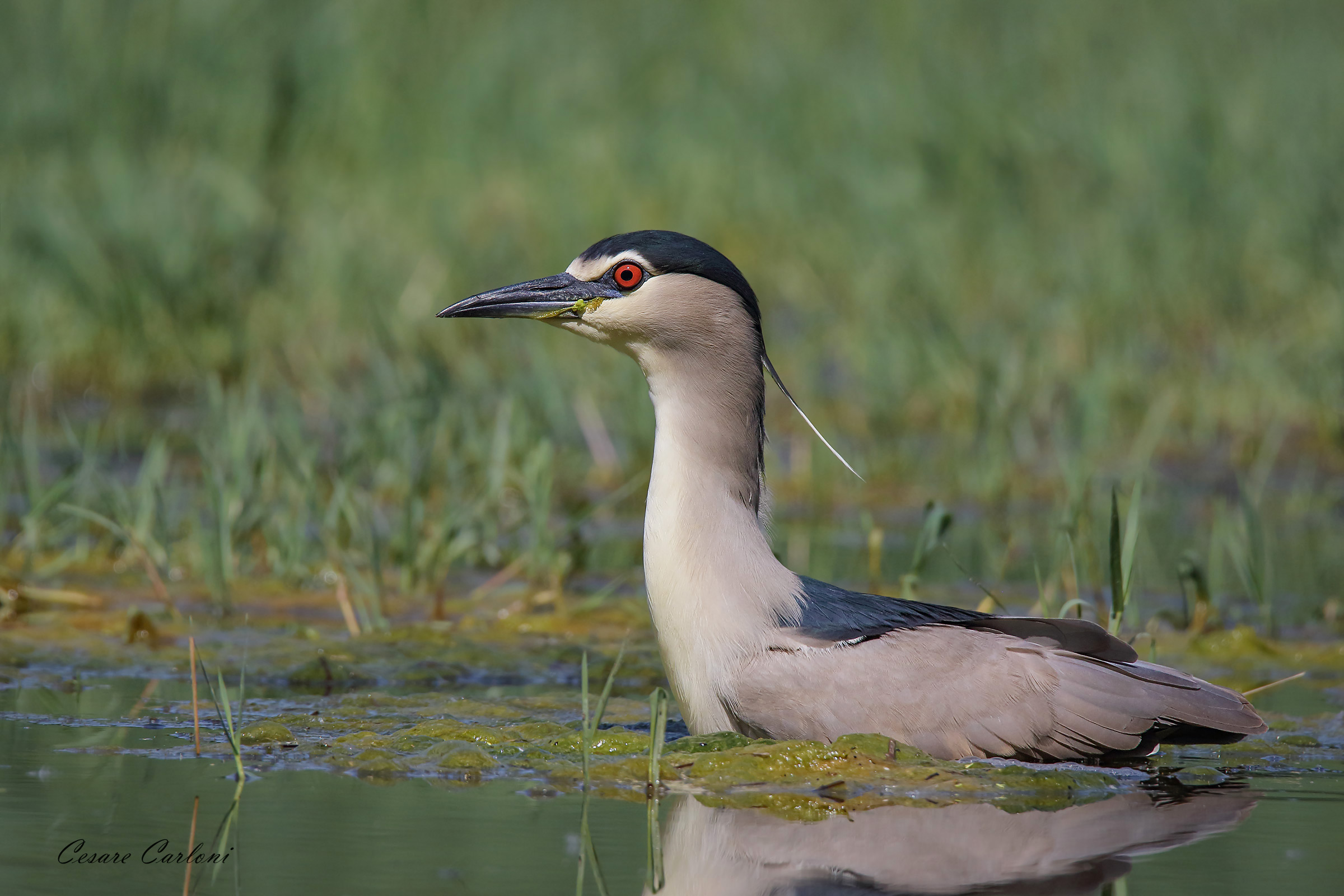 Nitticora (nycticoras nicticoras)