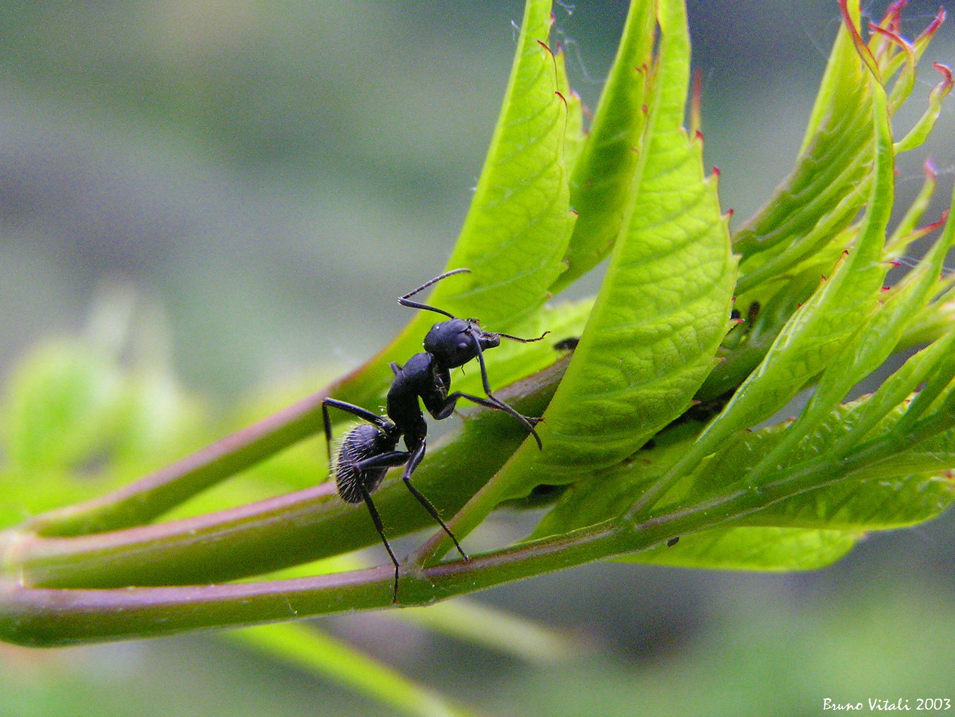 Lasius niger on Bignonia leaves