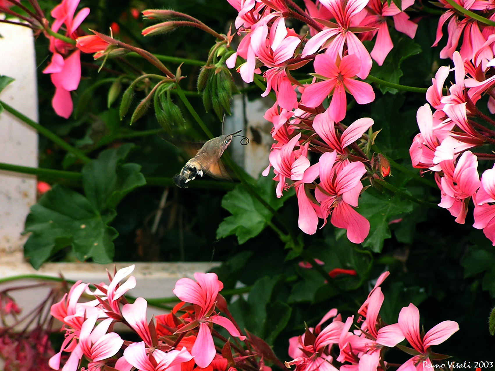 Sfinge del galio (Macroglossum stellatarum)