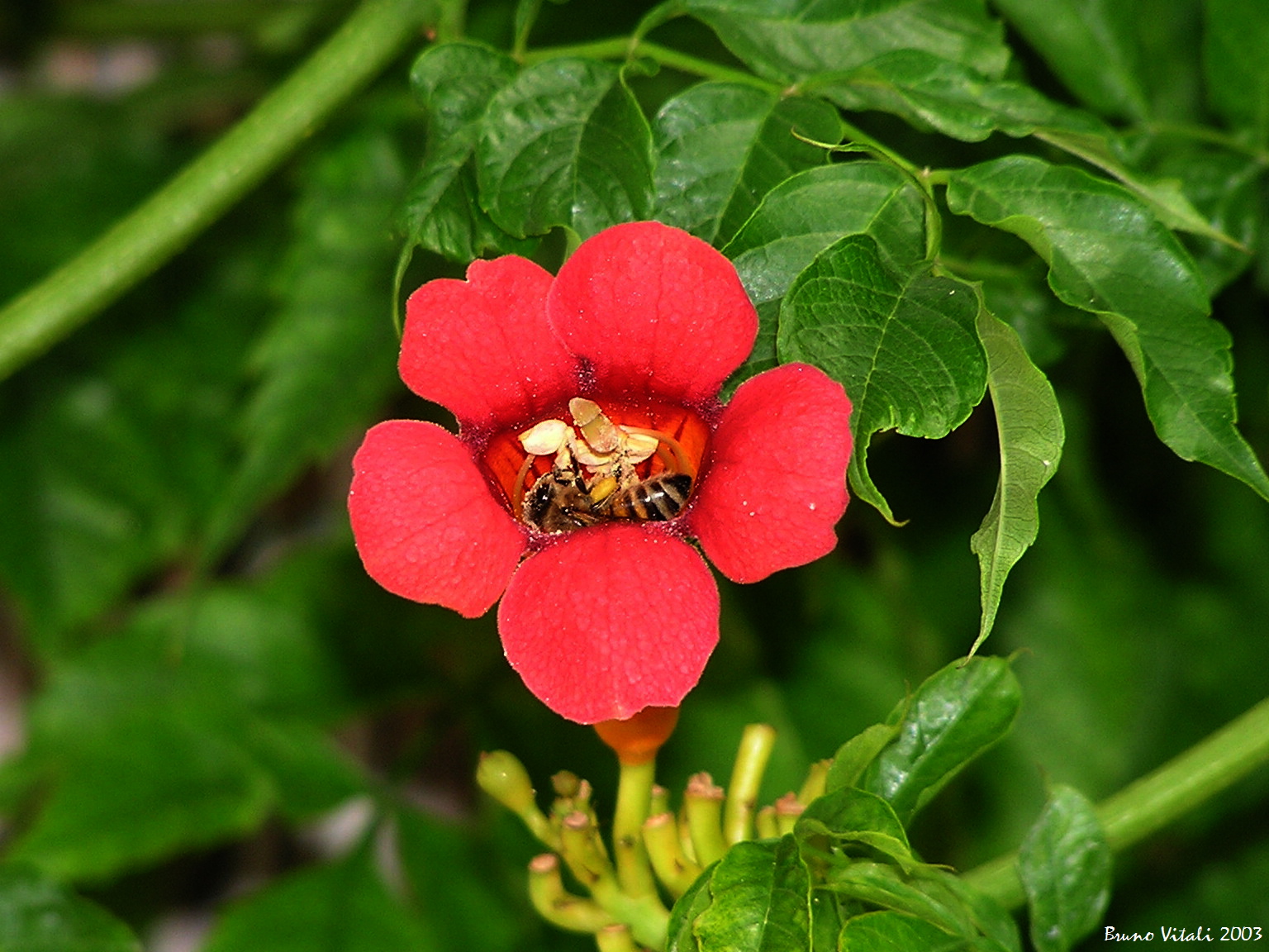 Bee in a flower of Bignonia