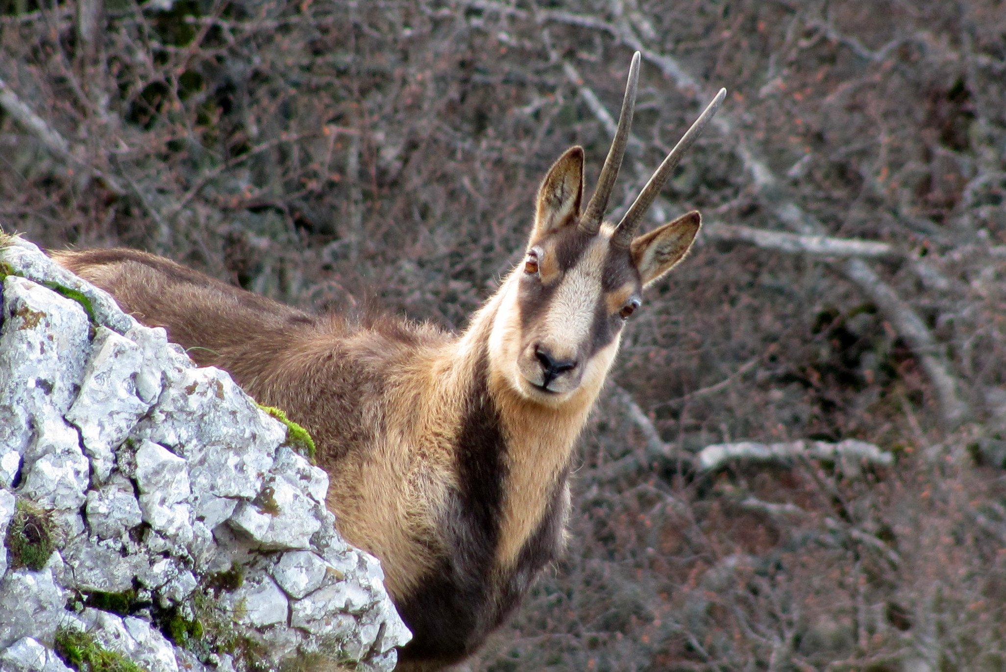 Abruzzo chamois