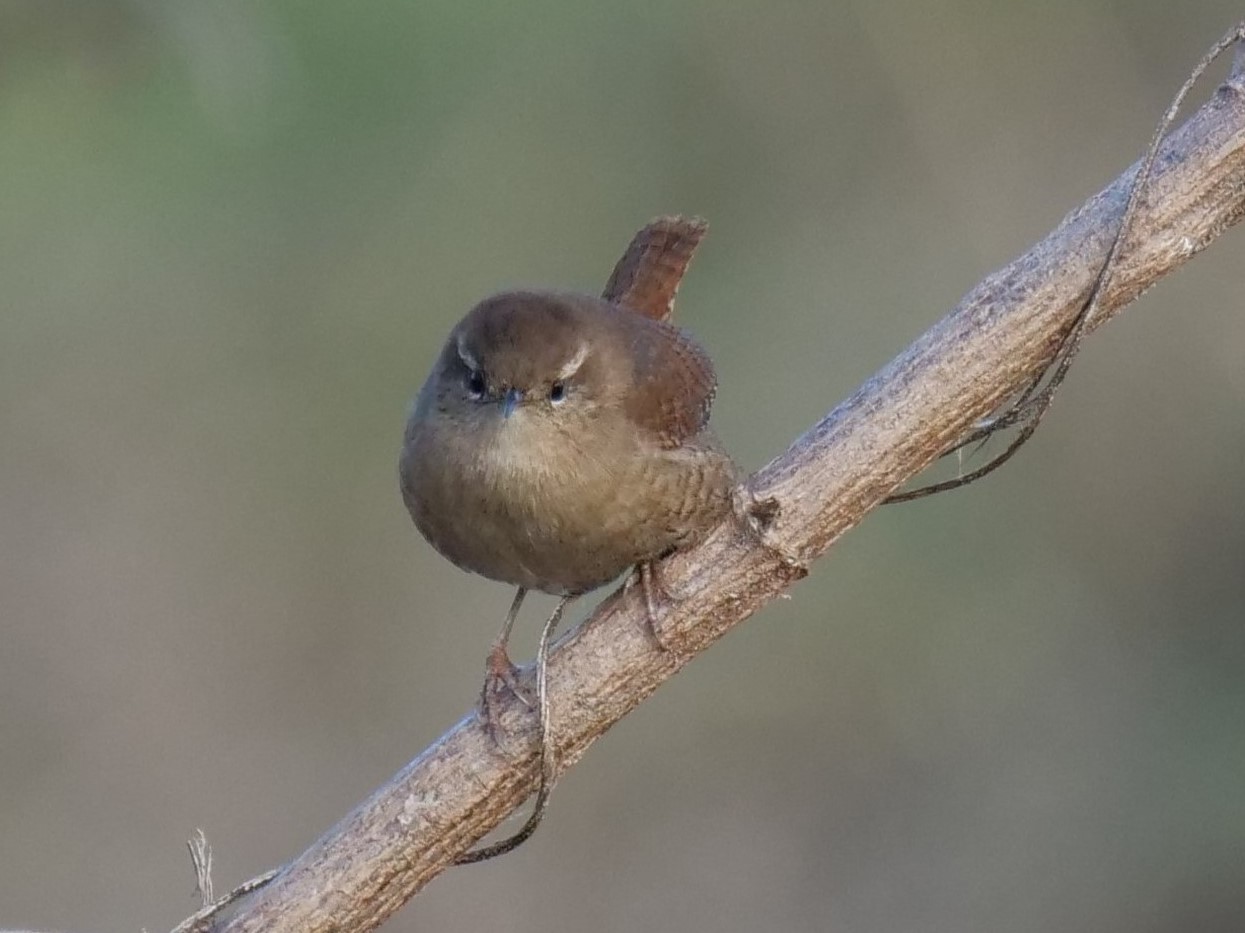 Scricciolo (Troglodytes troglodytes)