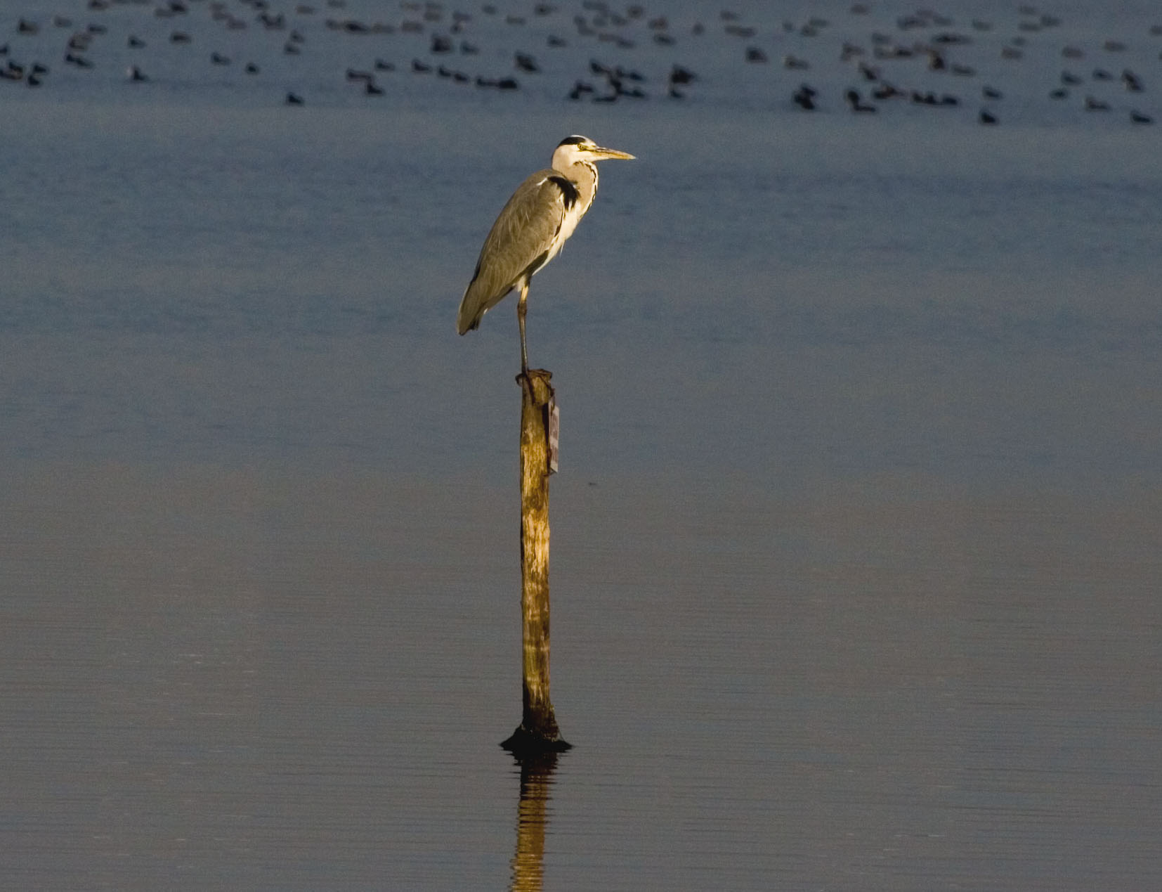 Grey Heron at Lago Patria (Giugliano - NA)