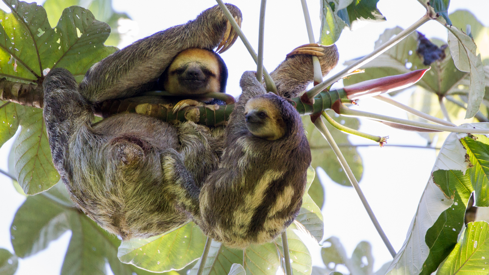 The Baby Sloth's playground