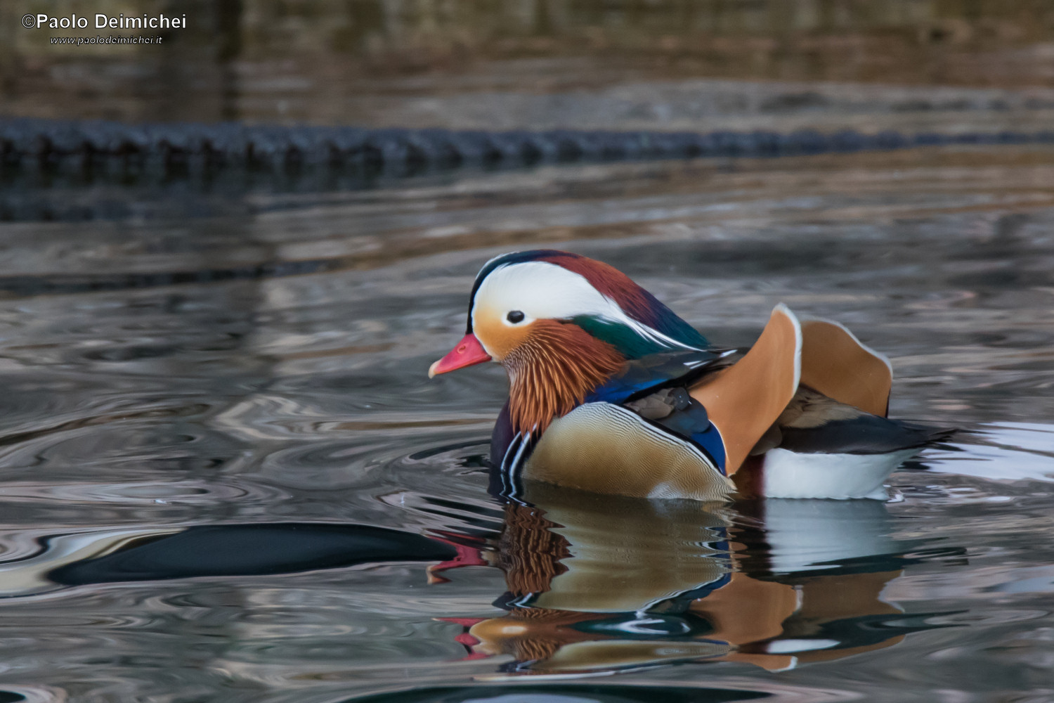 The spectacular Mandarin Duck, among the reflections