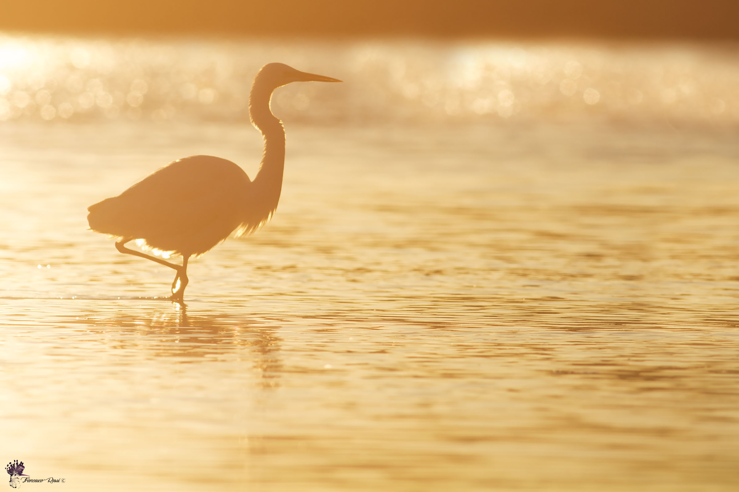 White Heron greater backlight at sunset