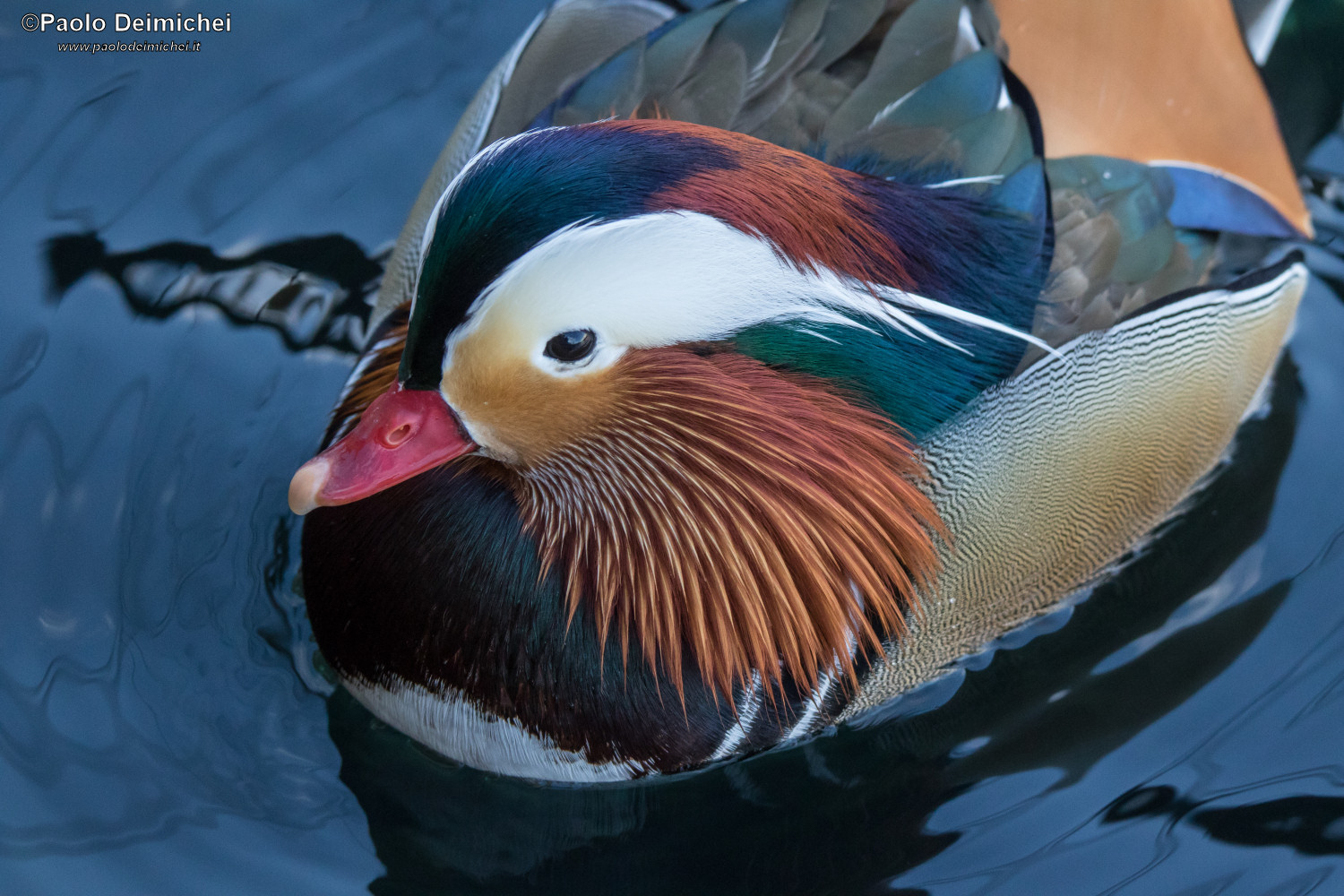 Closeup of the beautiful Mandarin Duck