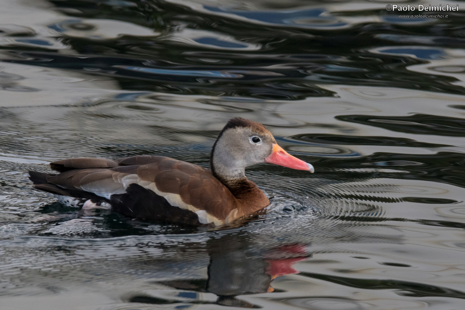 Billed Whistling Duck