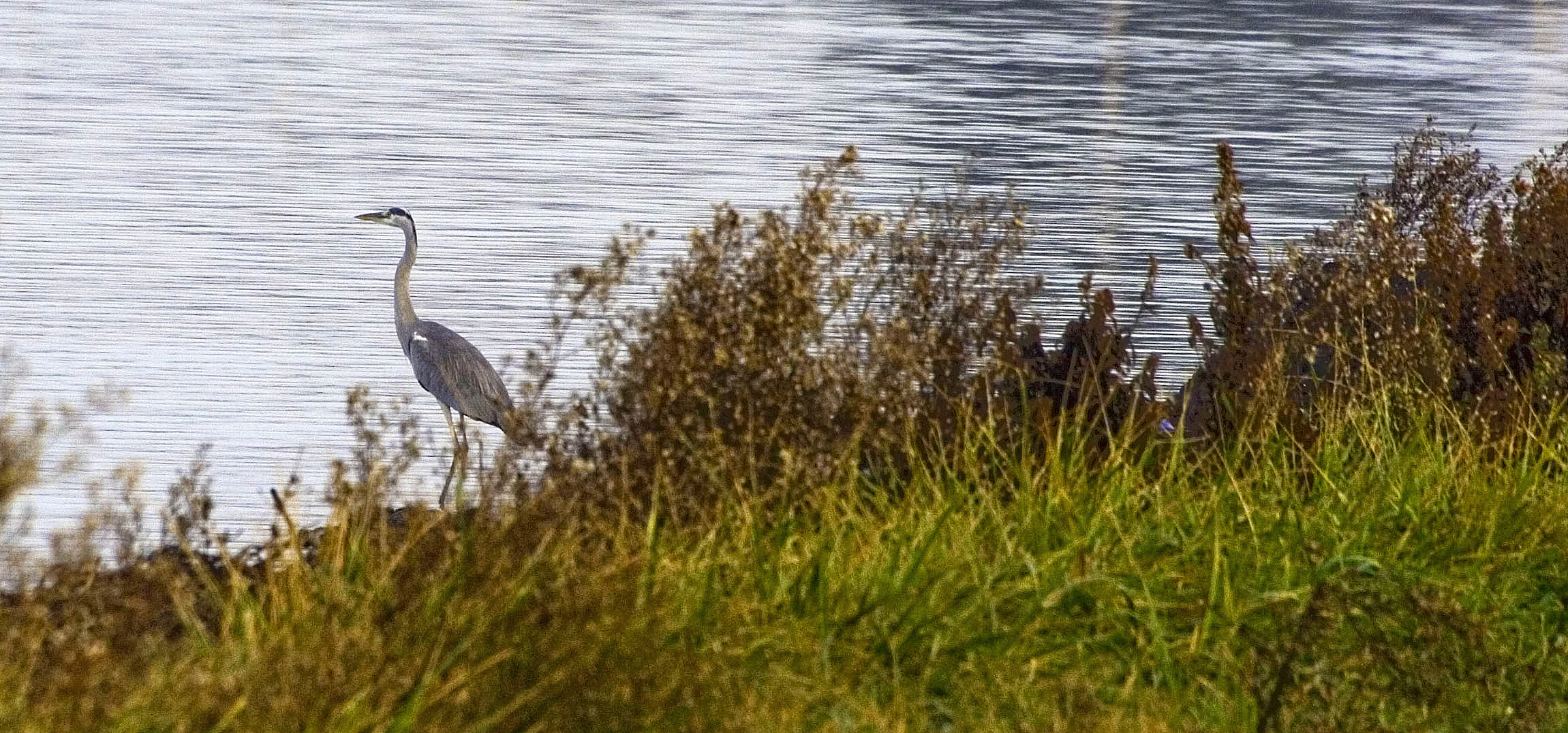Grey Heron at Lago Patria (Giugliano - NA)