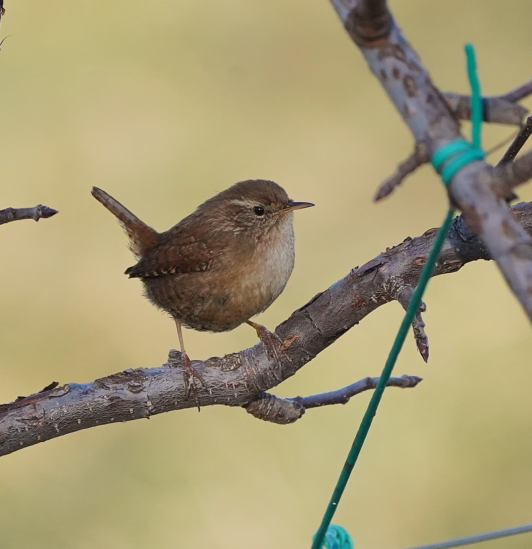scricciolo (Troglodytes troglodytes)
