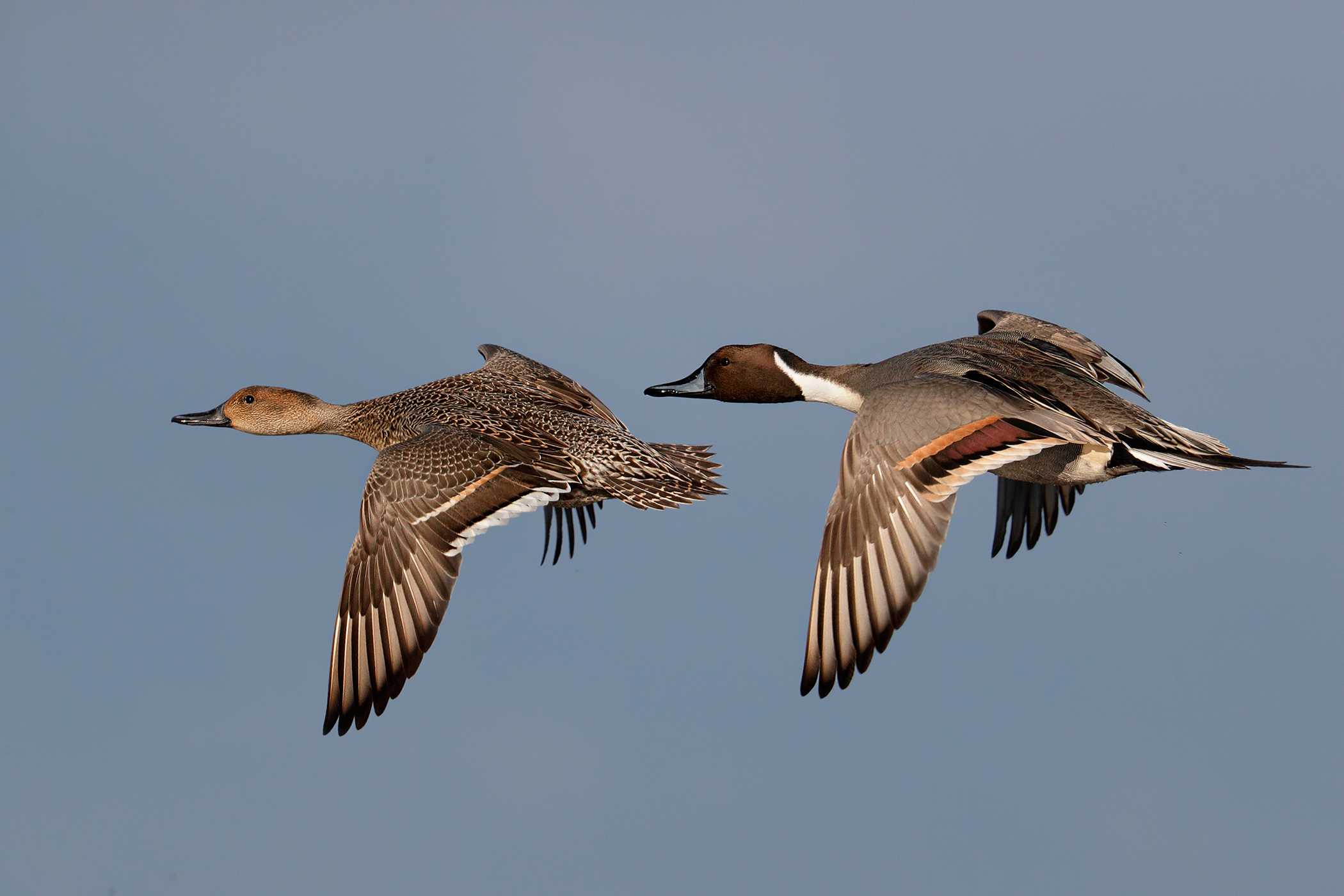 Volo sincronizzato - Coppia di codoni
