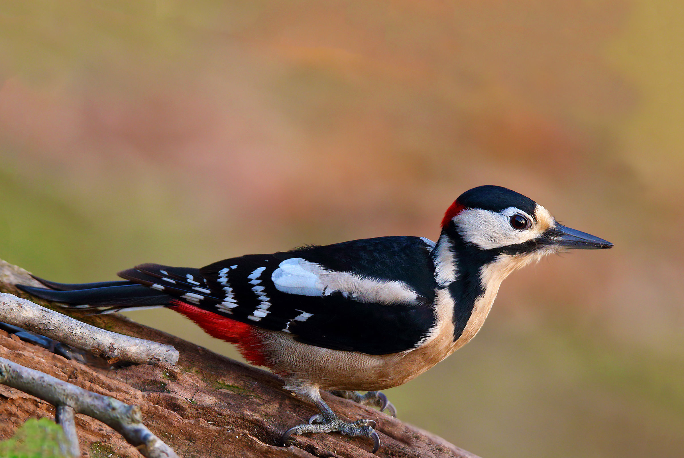 Male Red Woodpeckers