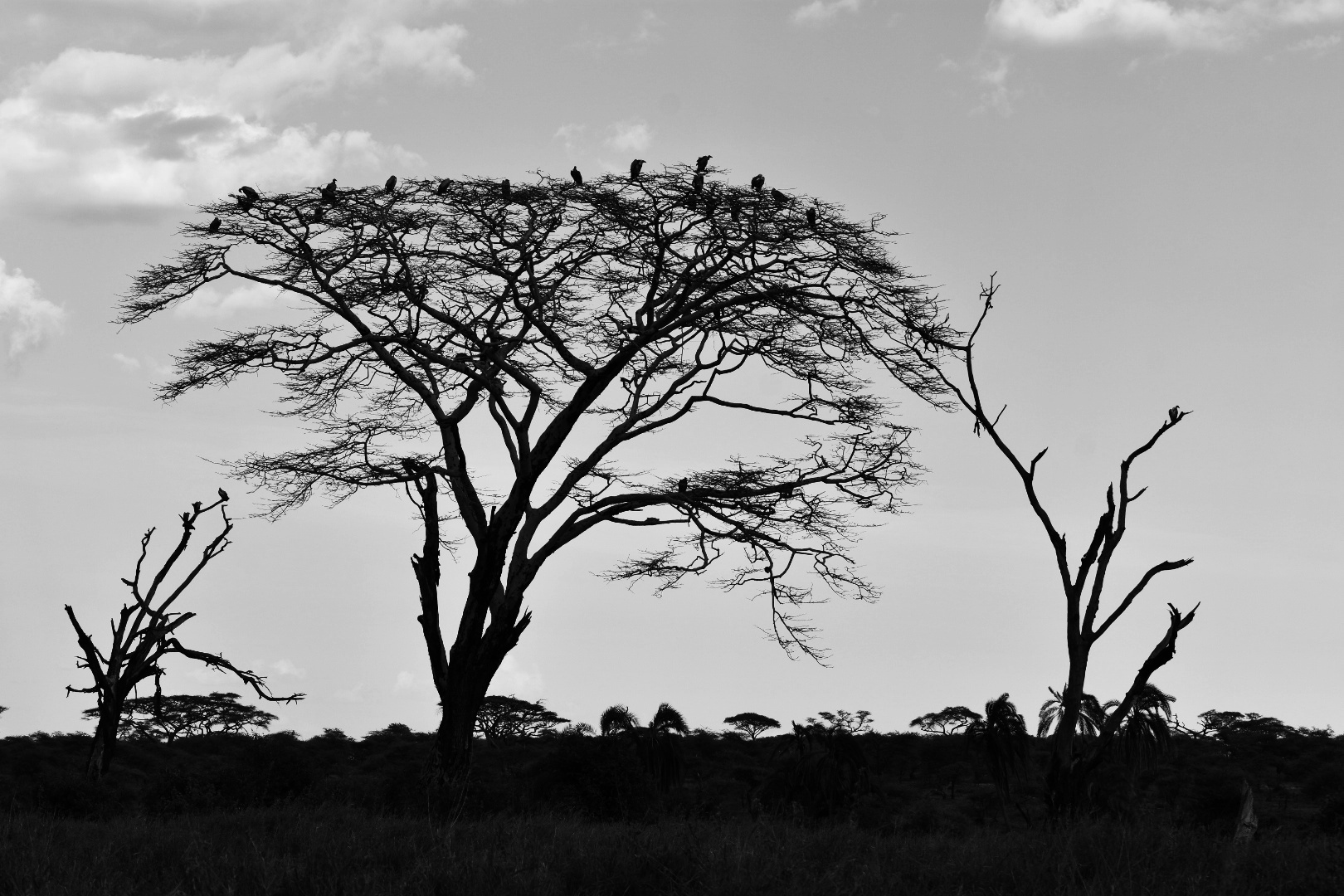 Mangiatori di morte - Avvoltoi del Ngorongoro-Tanzania