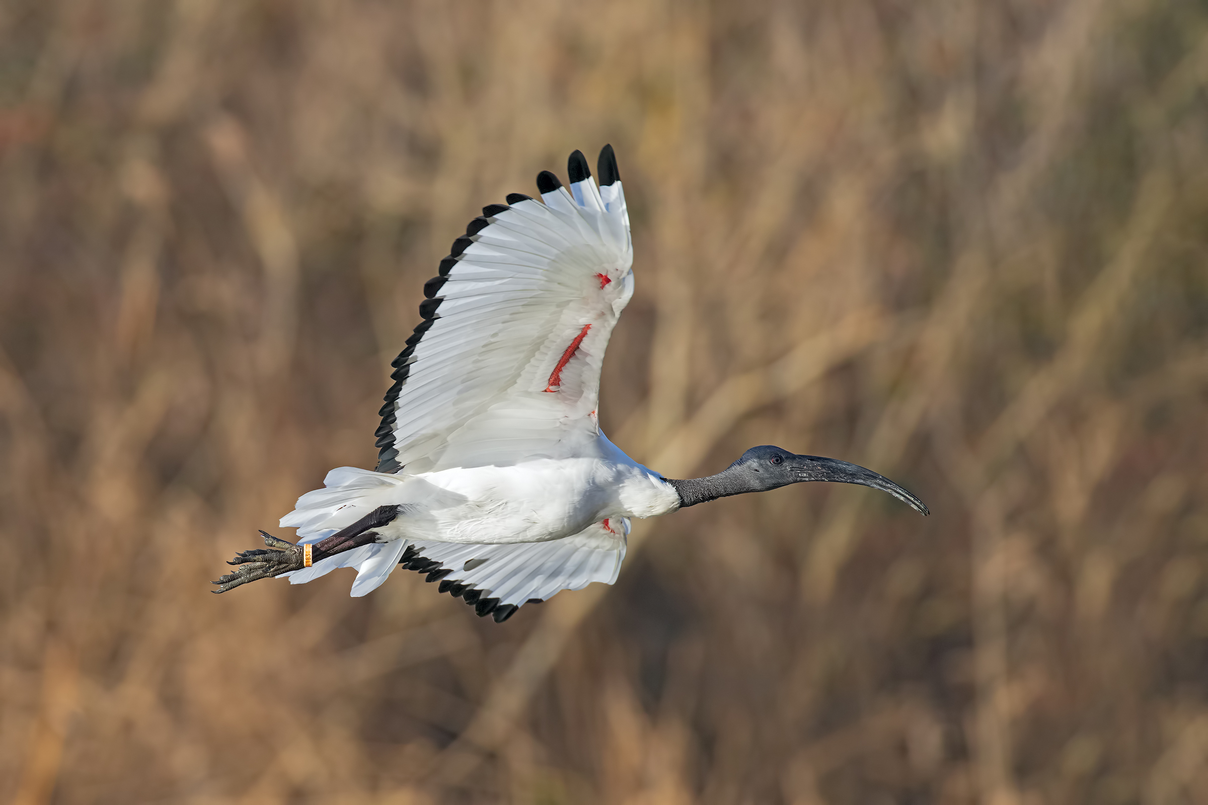 Sacred Ibis in flight