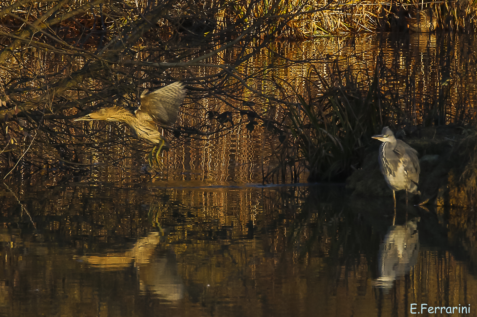 l'Airone e il tarabuso alla luce del tramonto