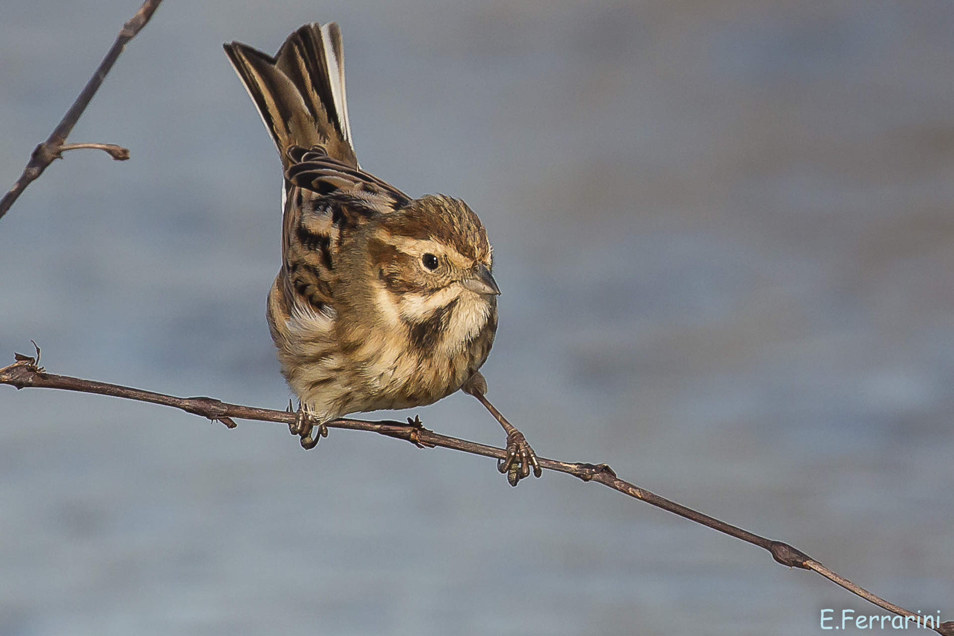 migliarino di palude