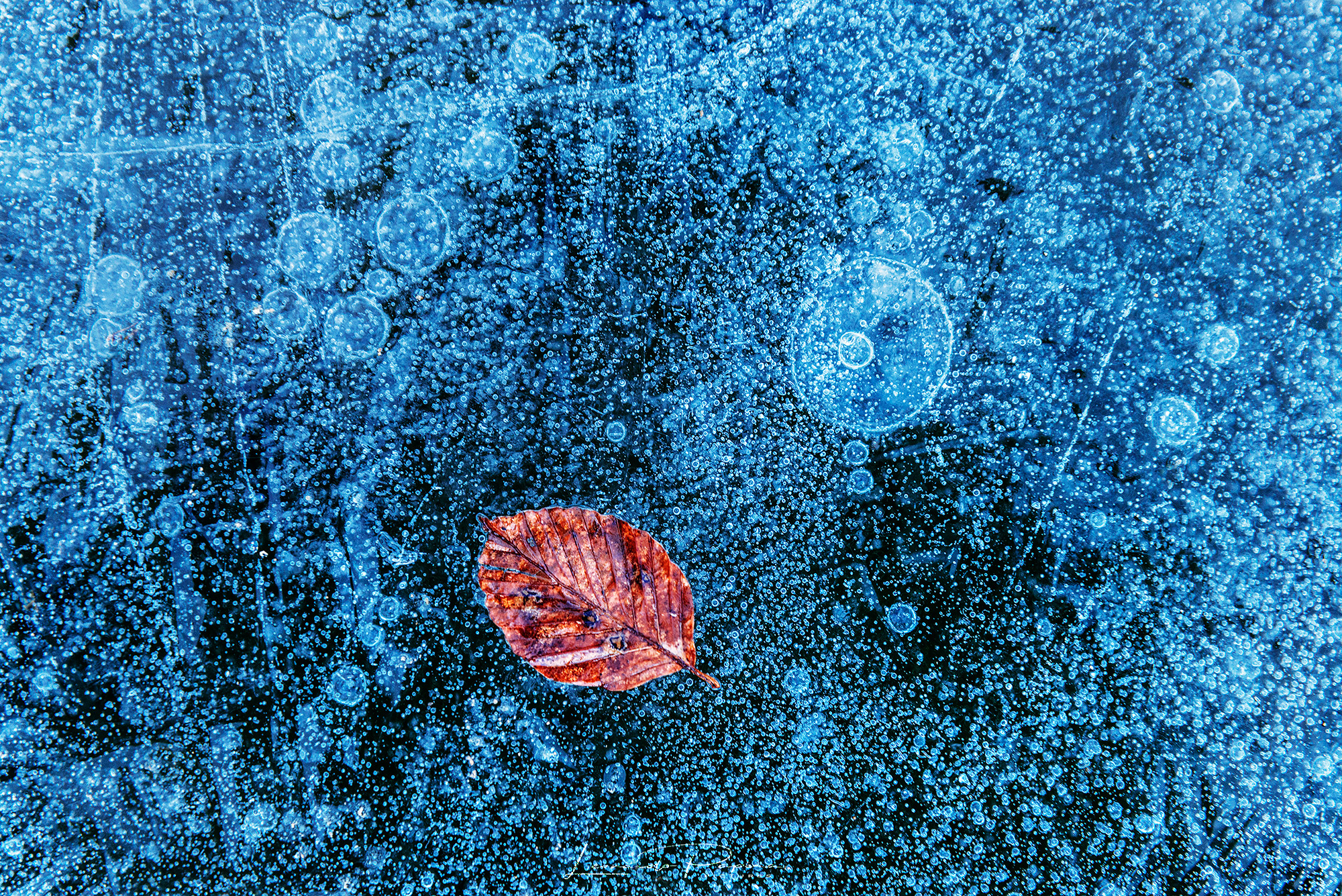 The delicacy of death